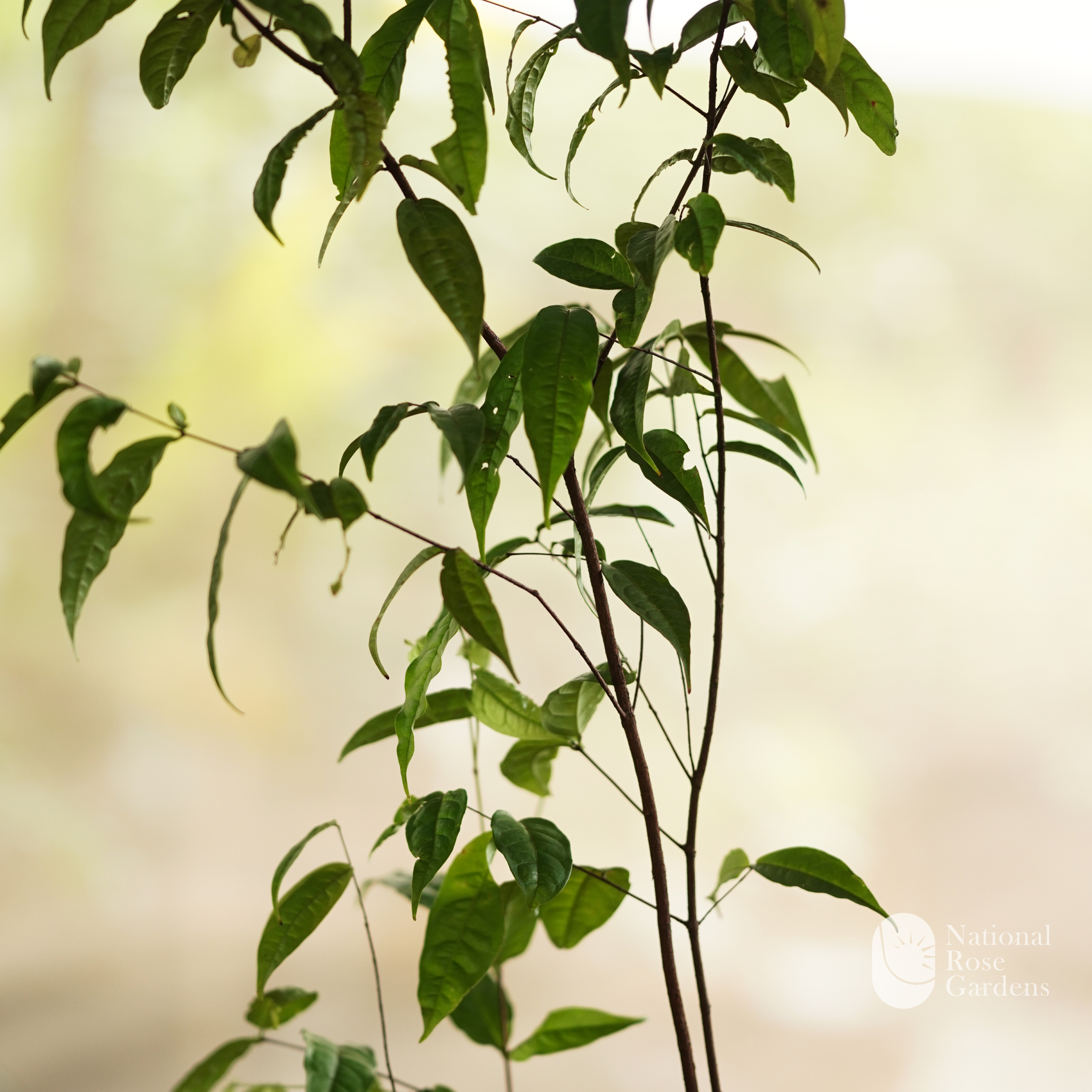 Sundrop Fruit  (Eugenia victoriana)