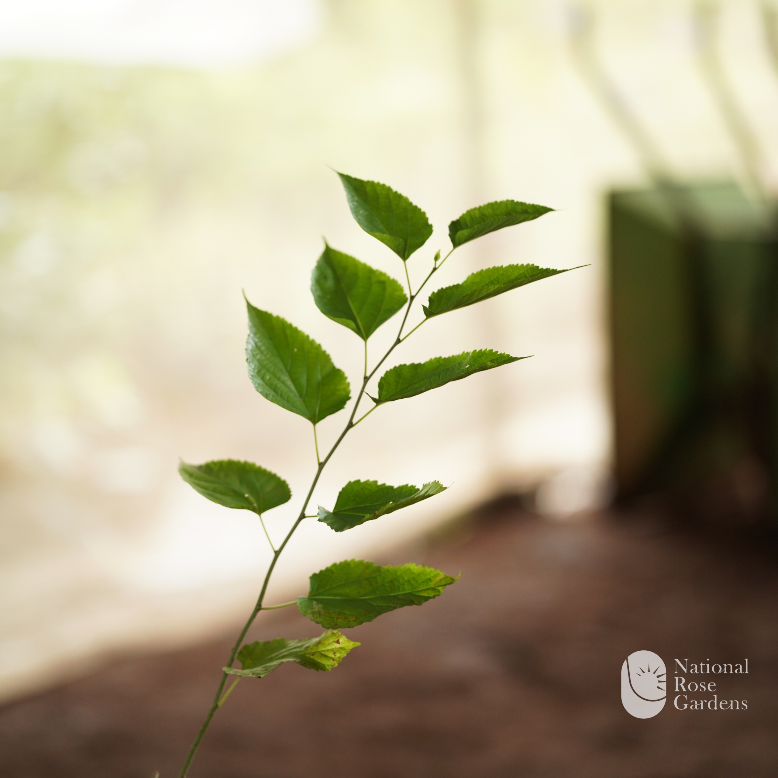Mulberry (Morus spp.)