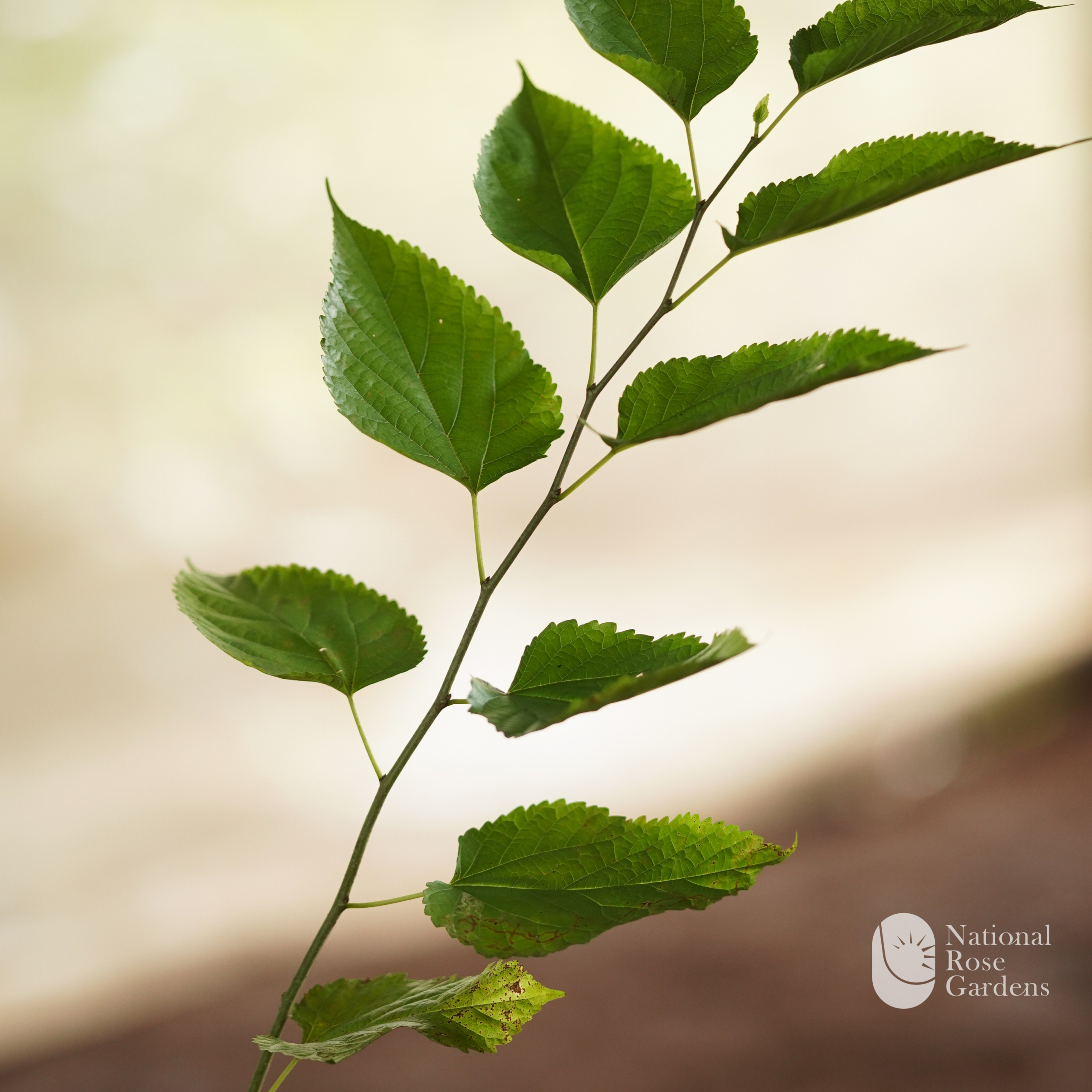 Mulberry (Morus spp.)