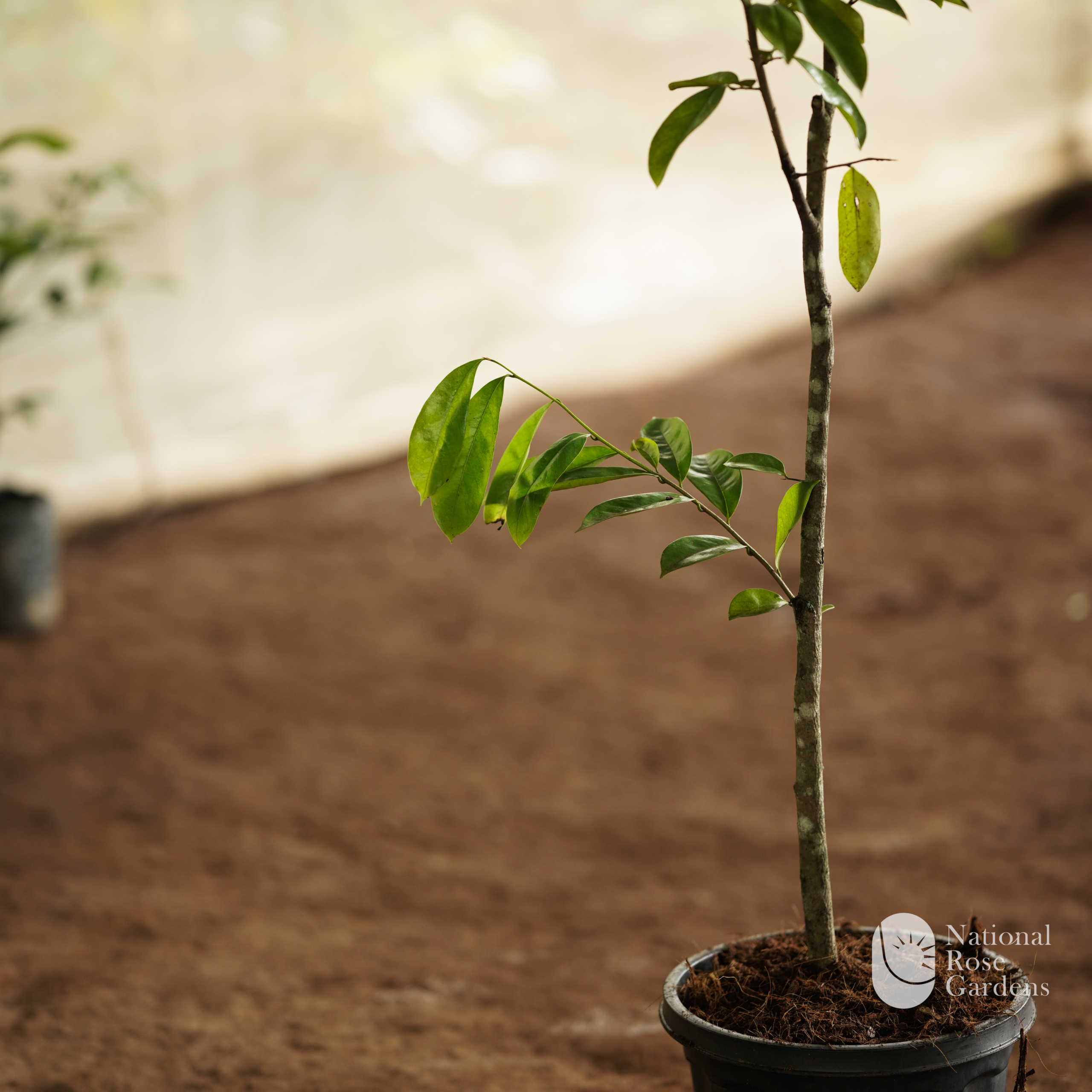 Atha ( Custard Apple)