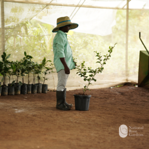 Red Apple Ber  (Ziziphus mauritiana 'Red'):
