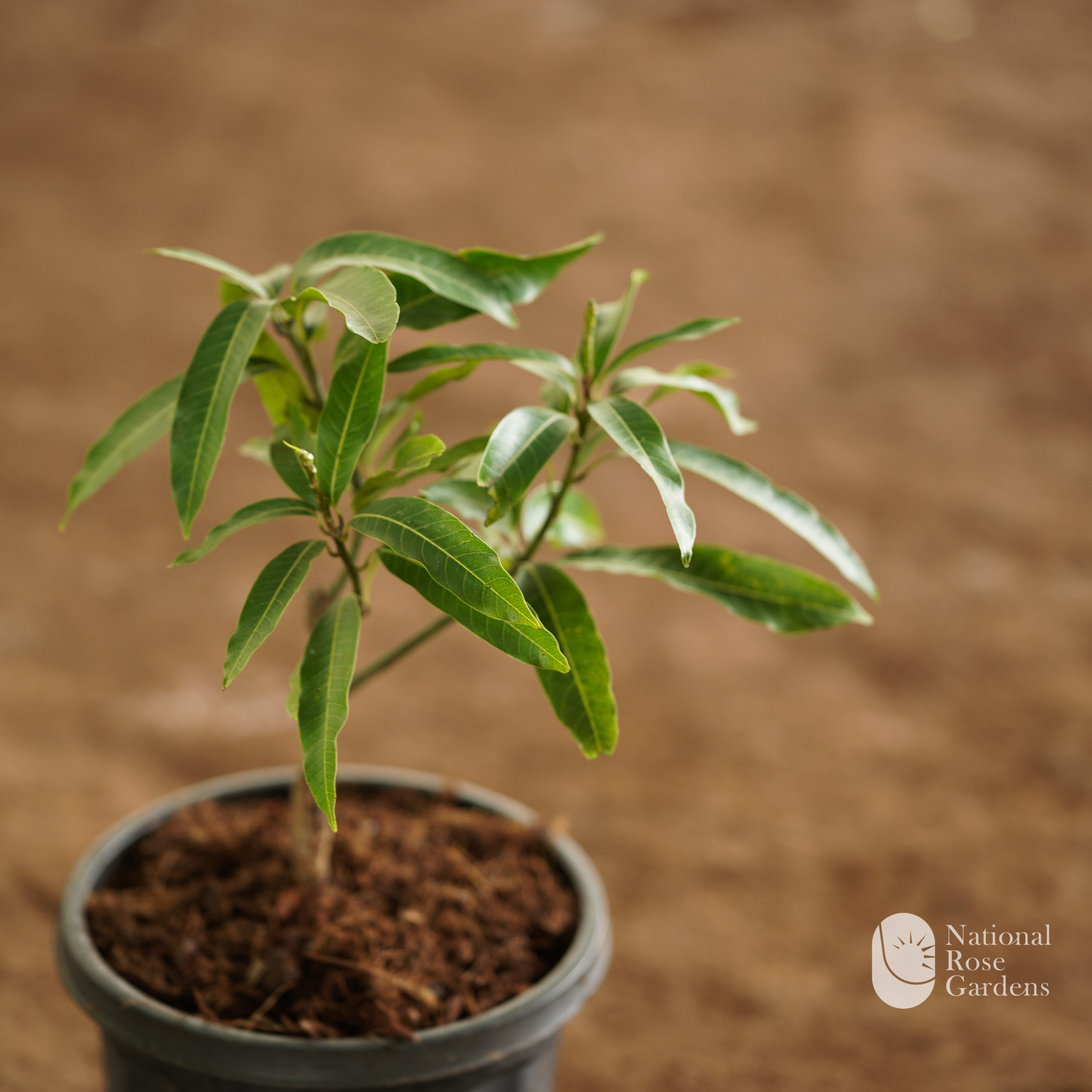 Muvandan Mango