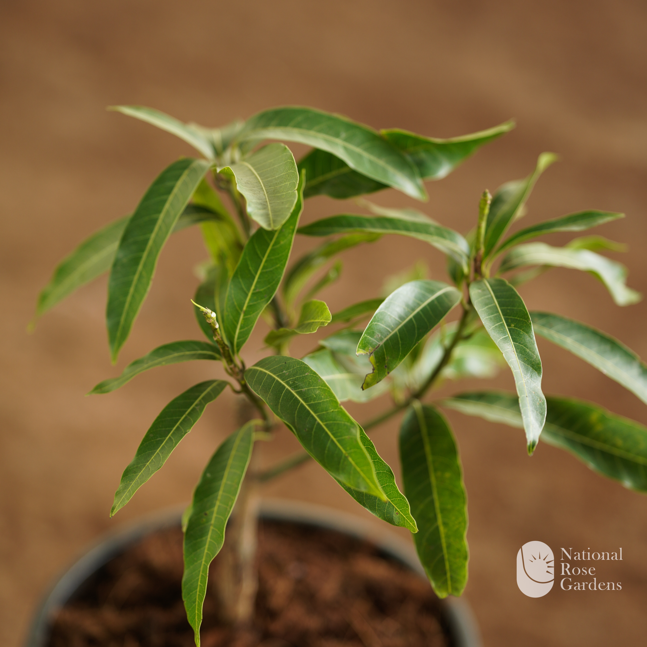 Muvandan Mango