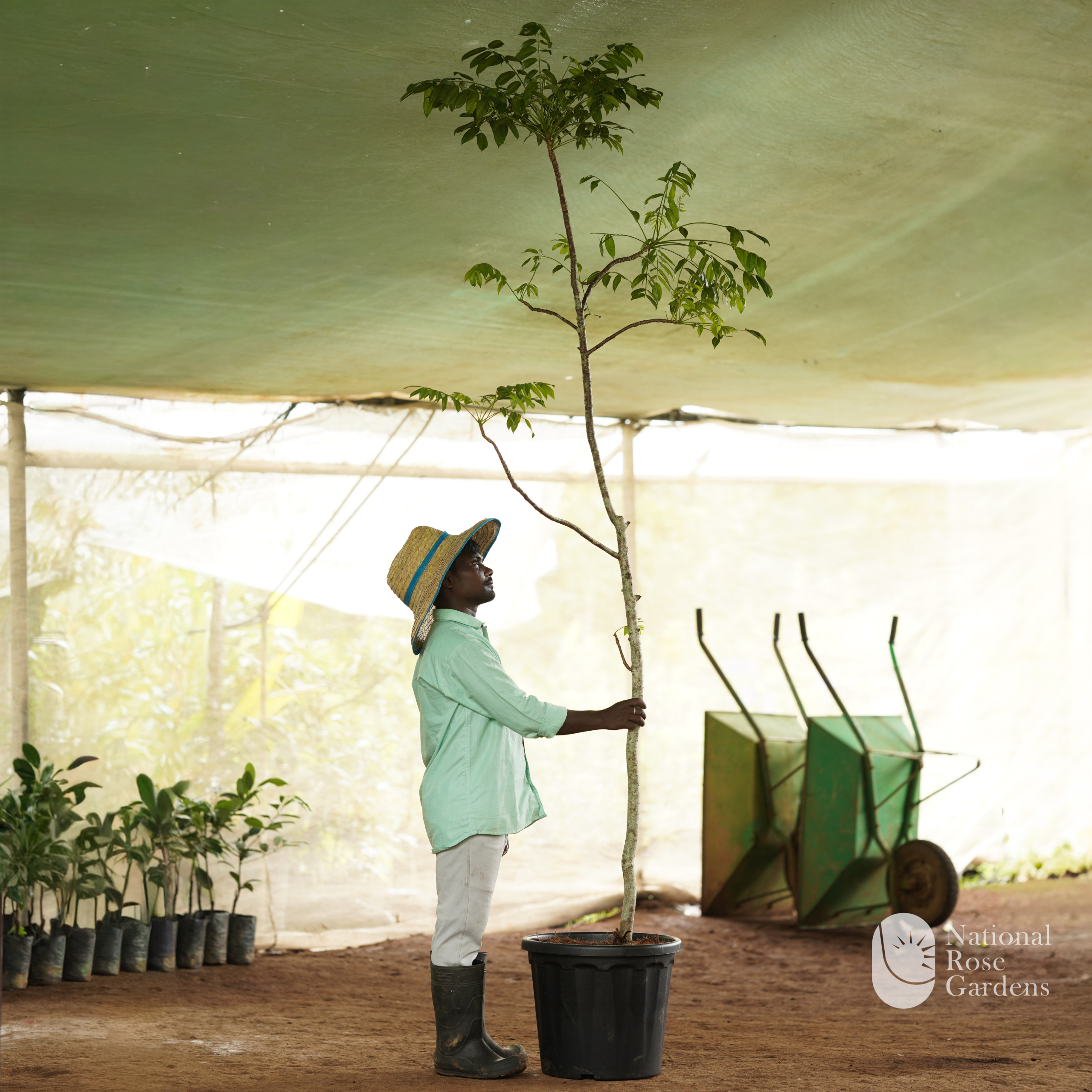 Ambazham (Spondias pinnata)