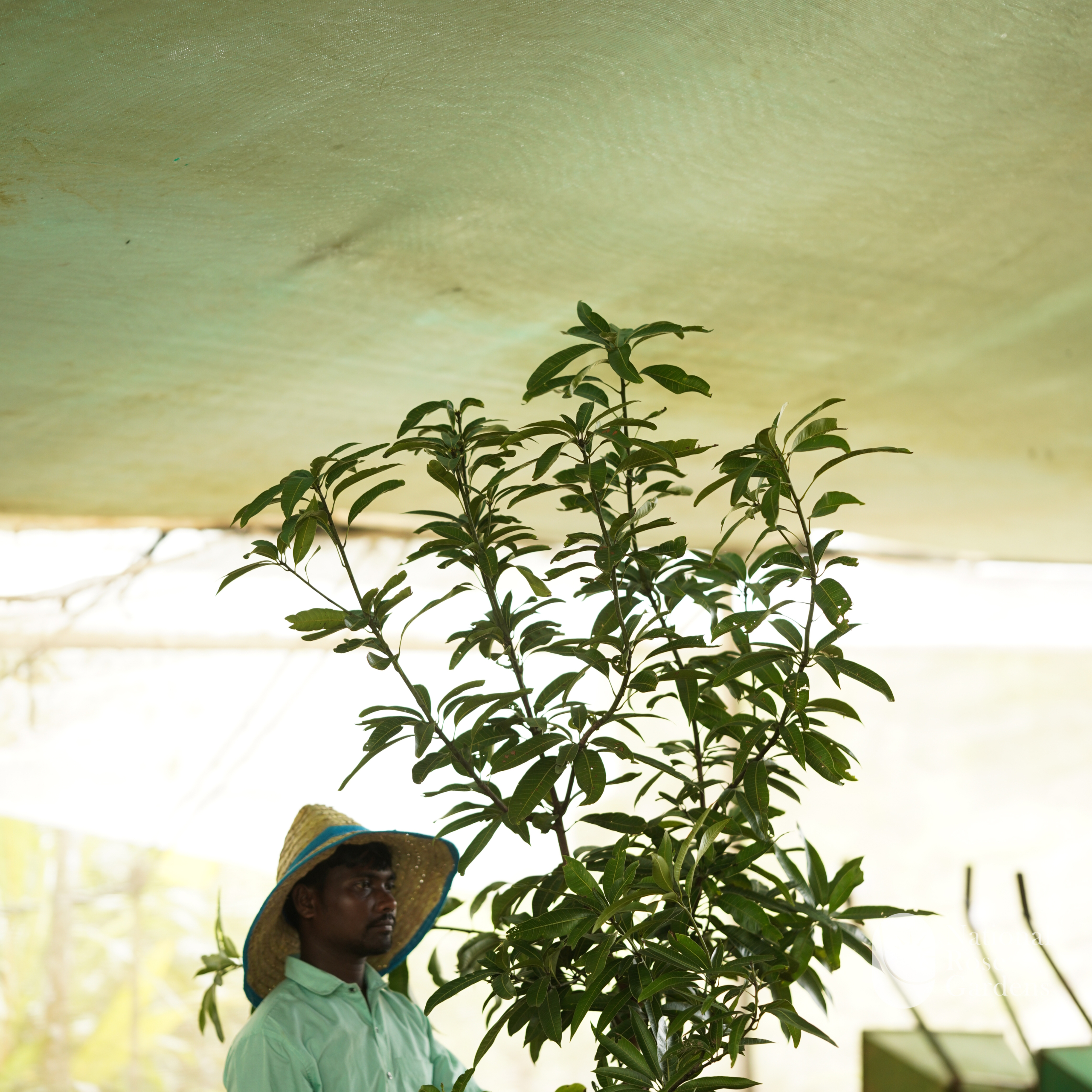 Banganapalli Mango