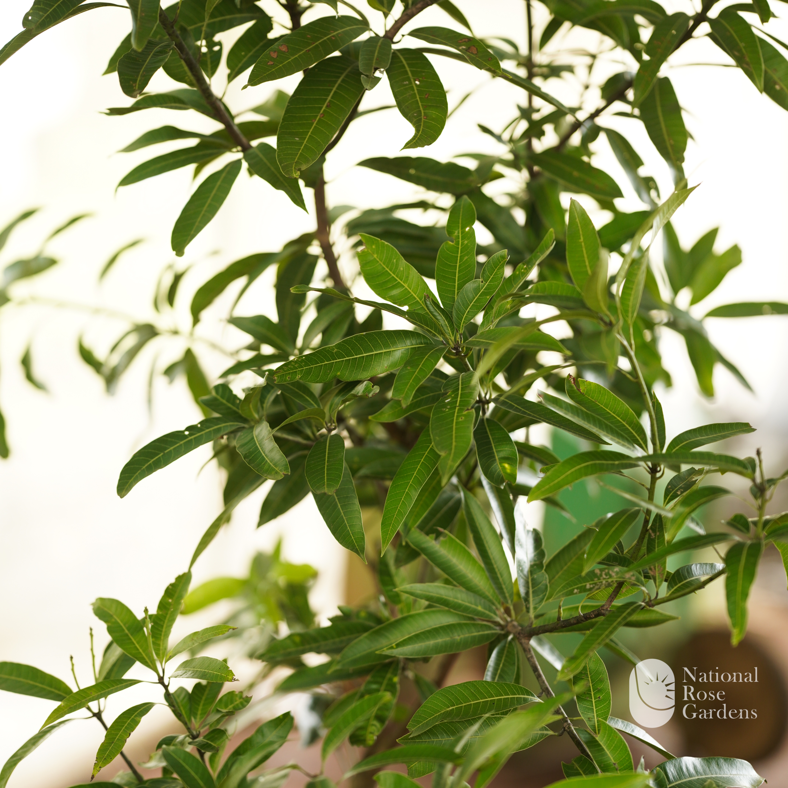 Banganapalli Mango