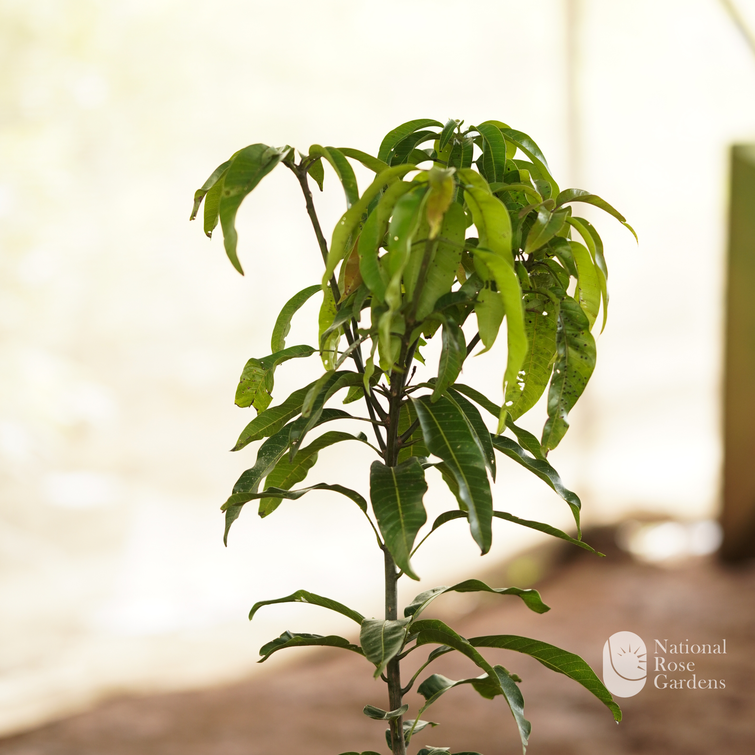 Haden Mango