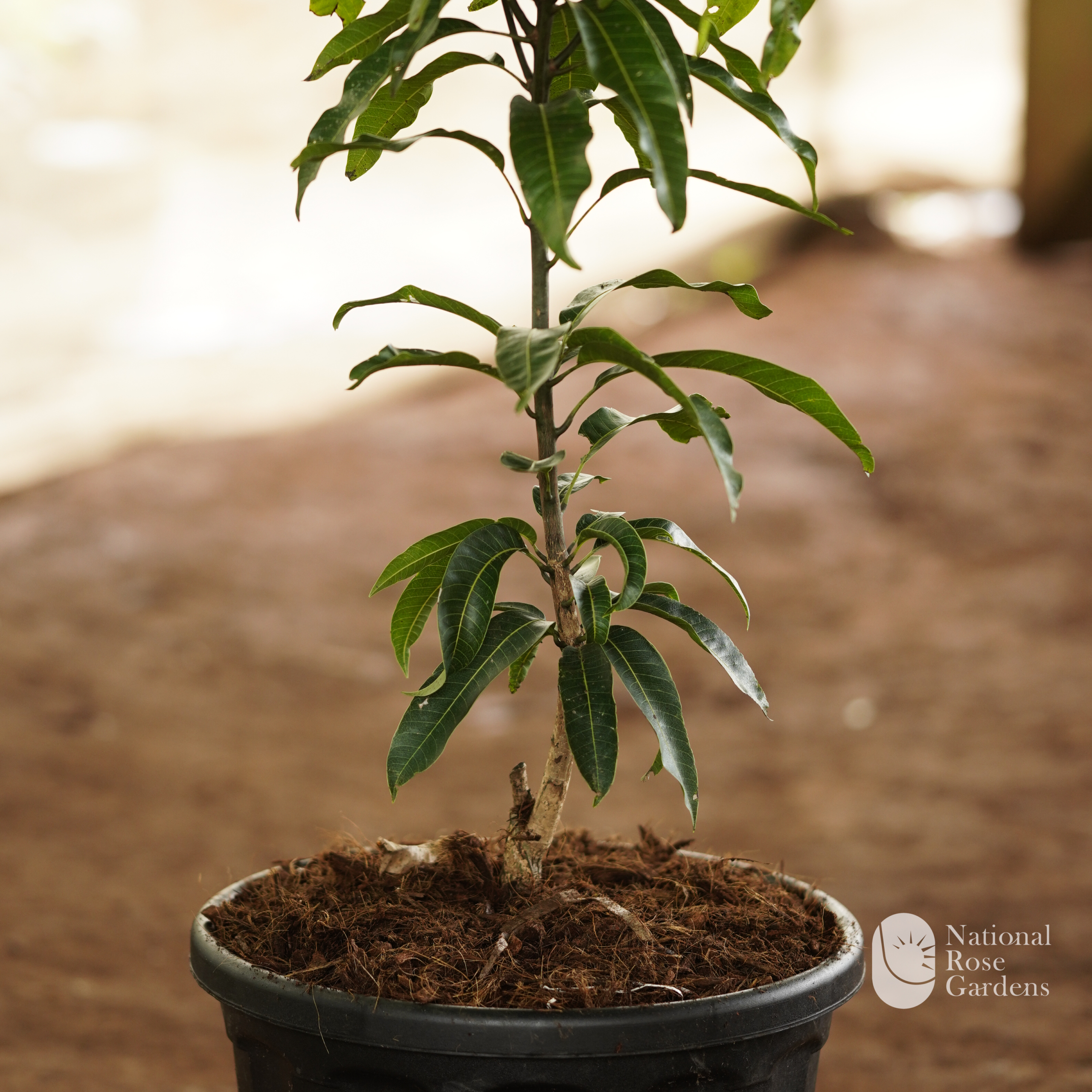 Haden Mango