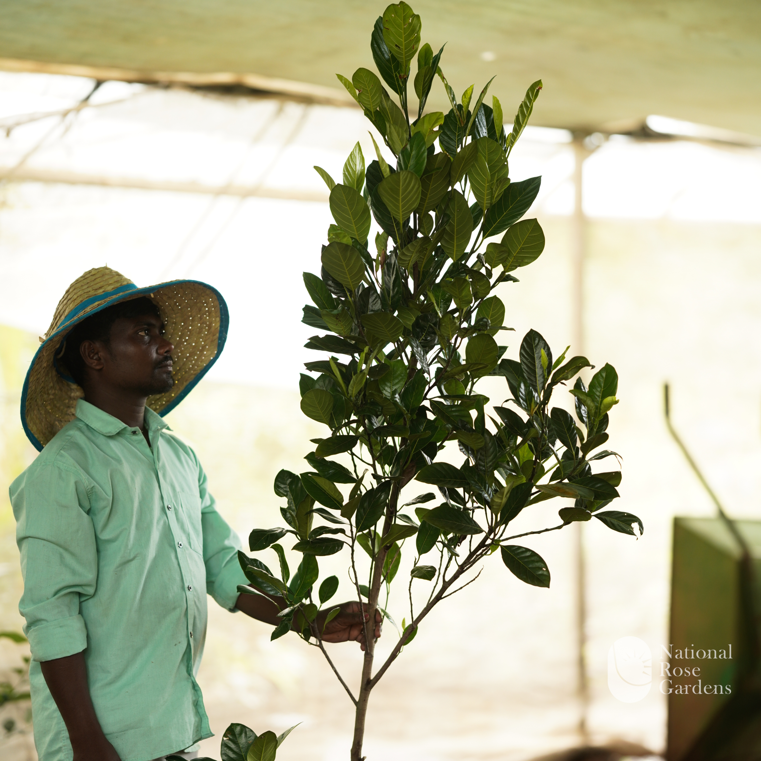 J33 Jackfruit 
