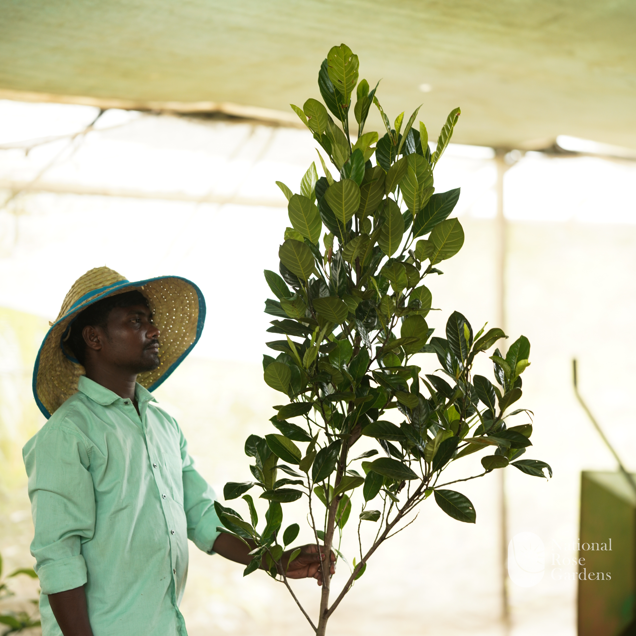 J33 Jackfruit 