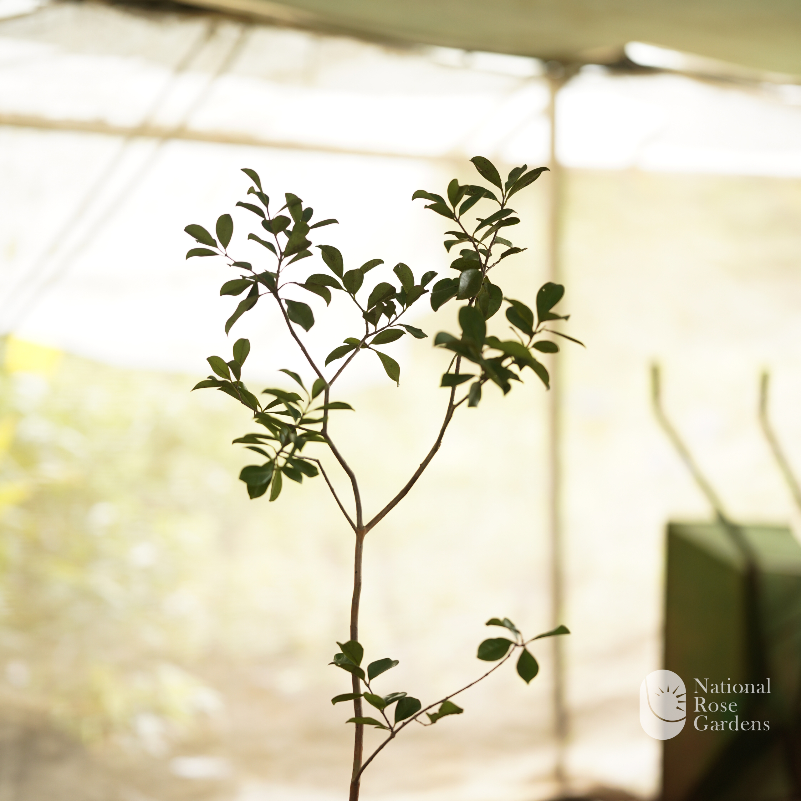 Strawberry Guava (Psidium cattleyanum)