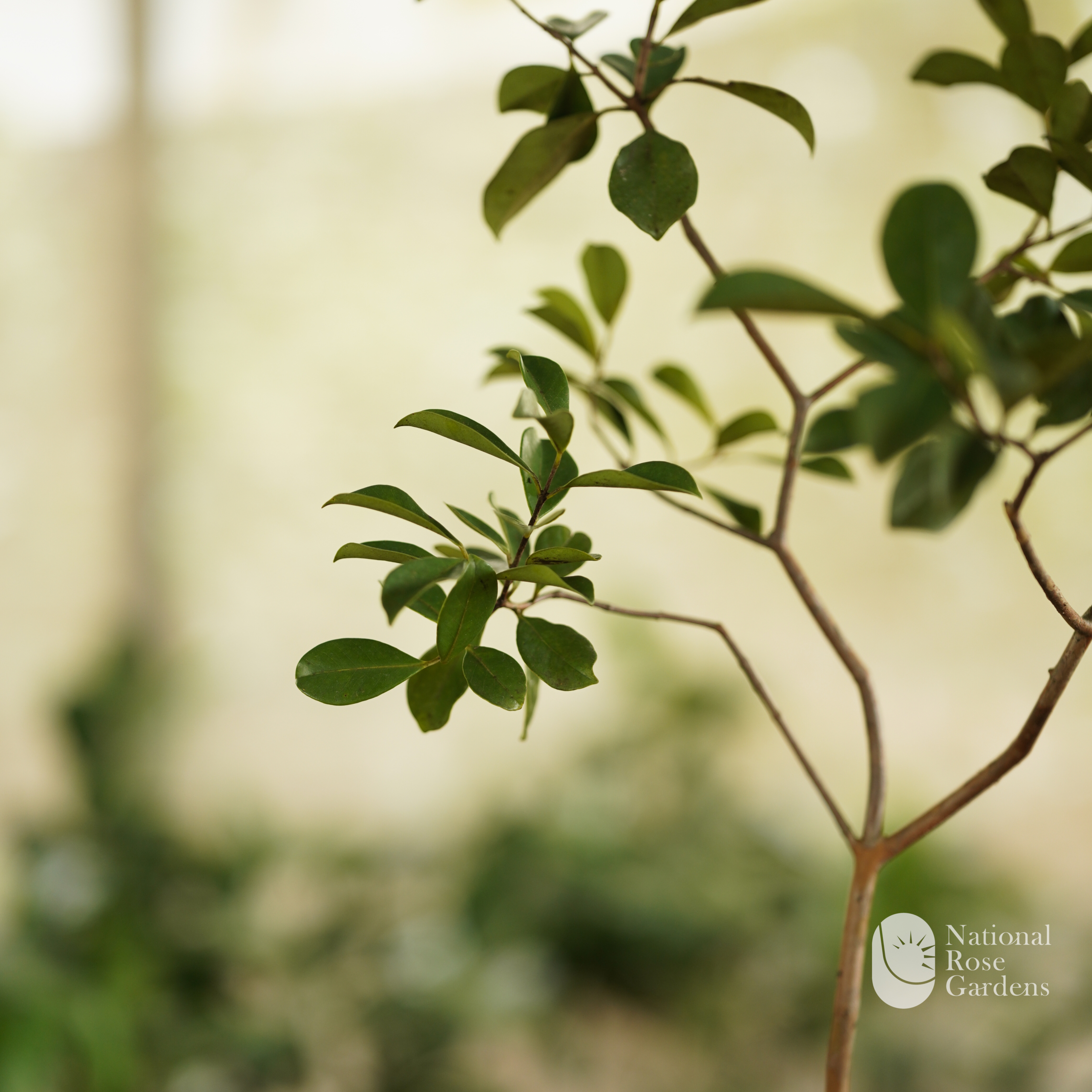 Strawberry Guava (Psidium cattleyanum)