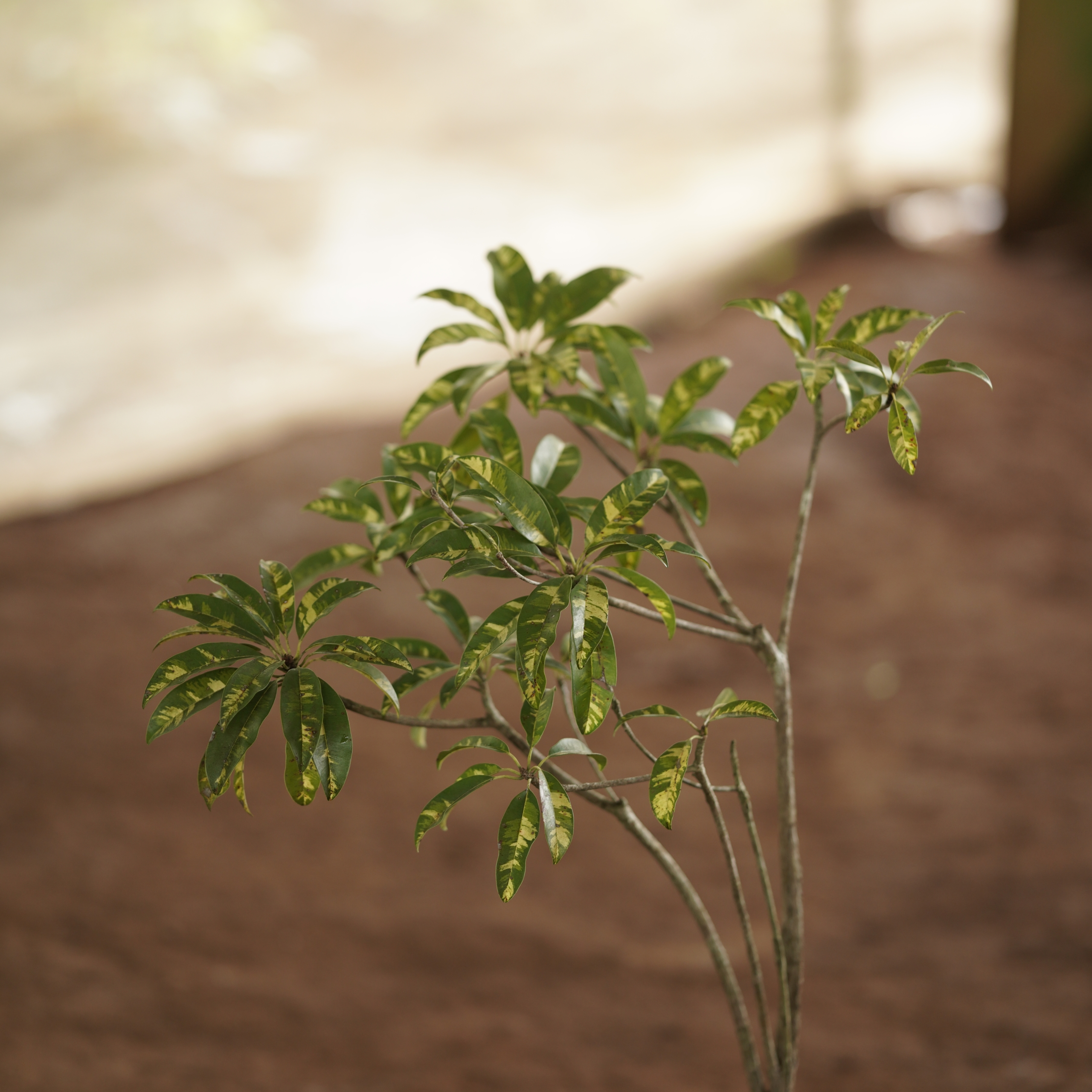 Variegated Sapota (Manilkara zapota 'Variegata')
