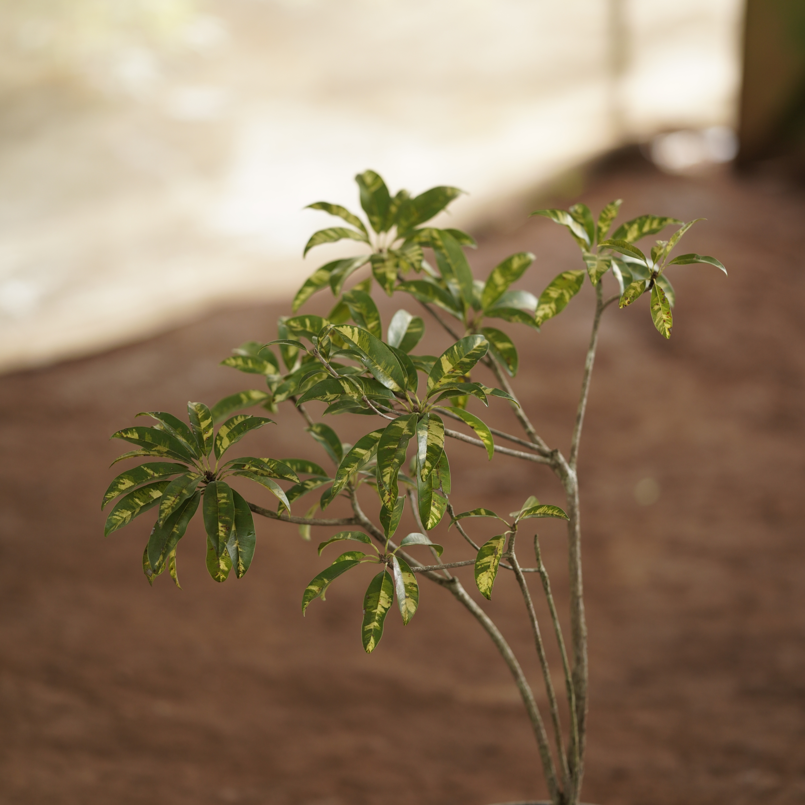 Variegated Sapota (Manilkara zapota 'Variegata')