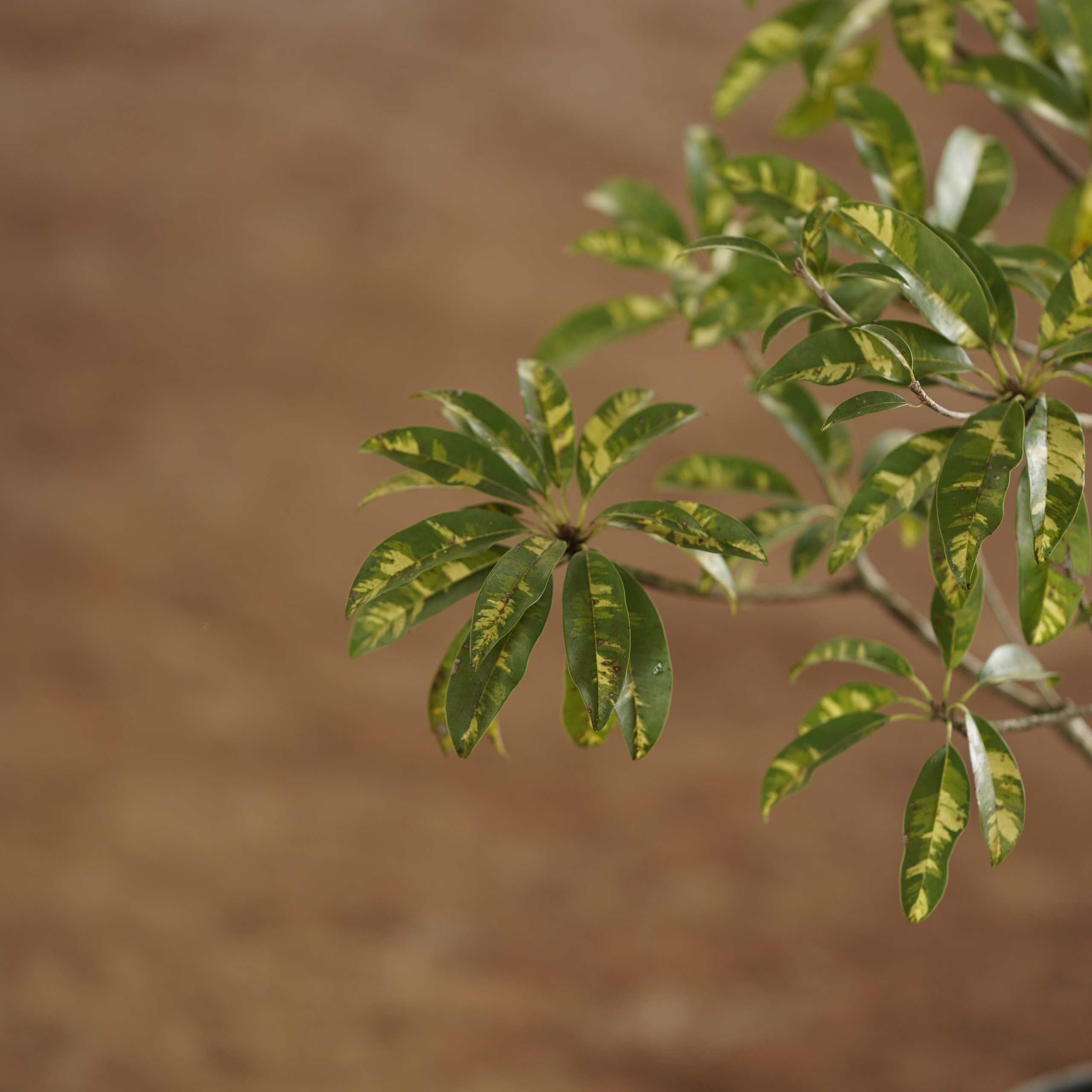 Variegated Sapota (Manilkara zapota 'Variegata')