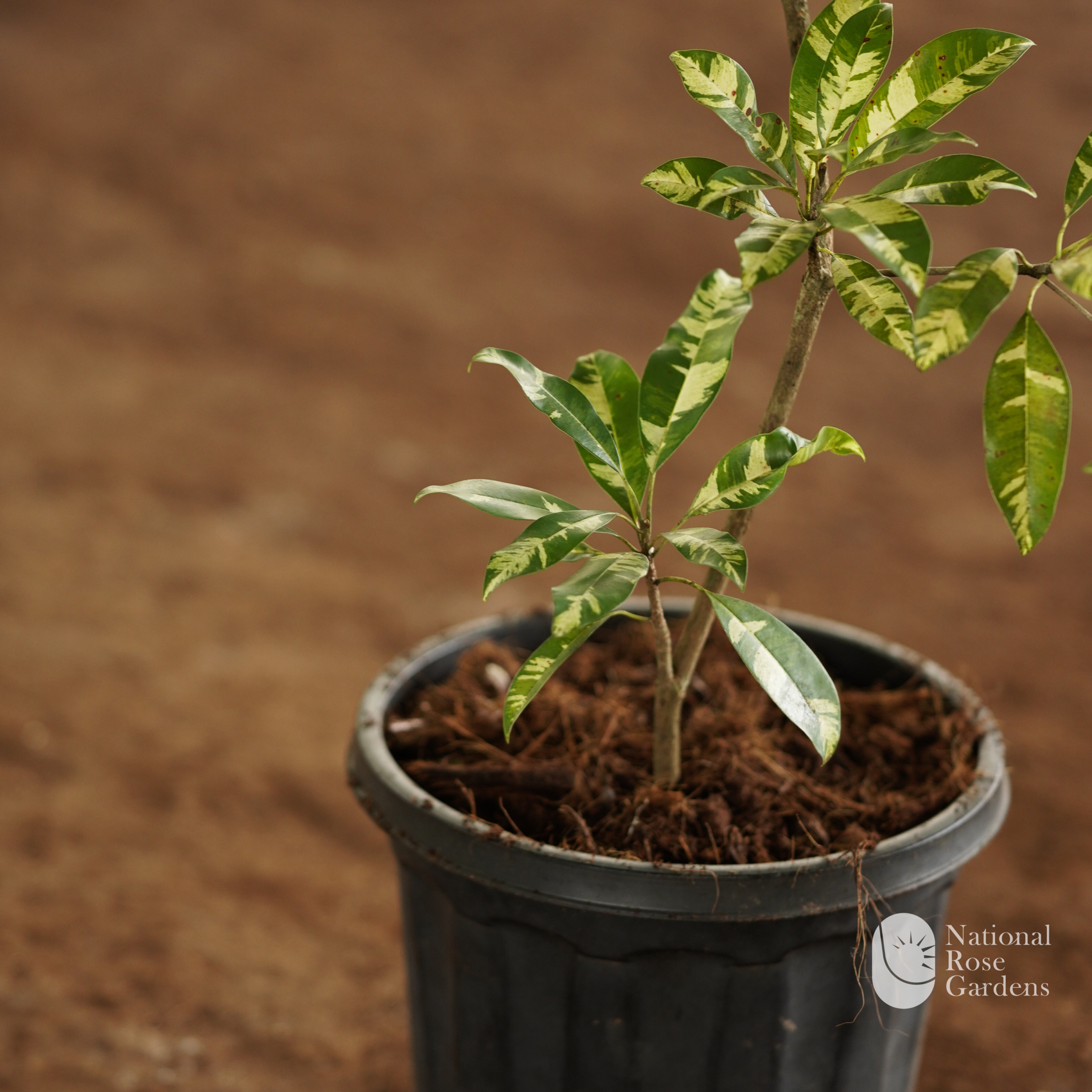 Variegated Sapota