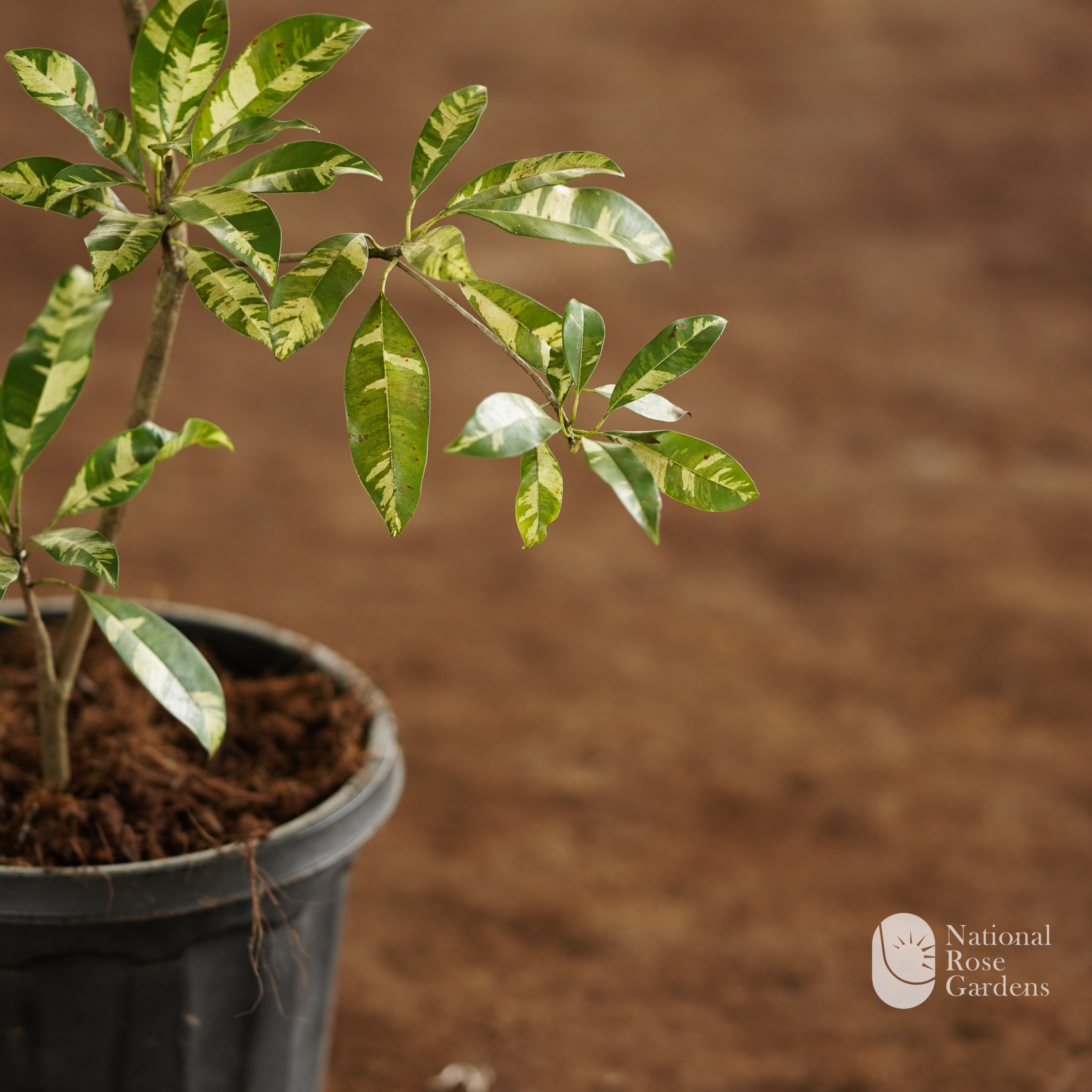Variegated Sapota