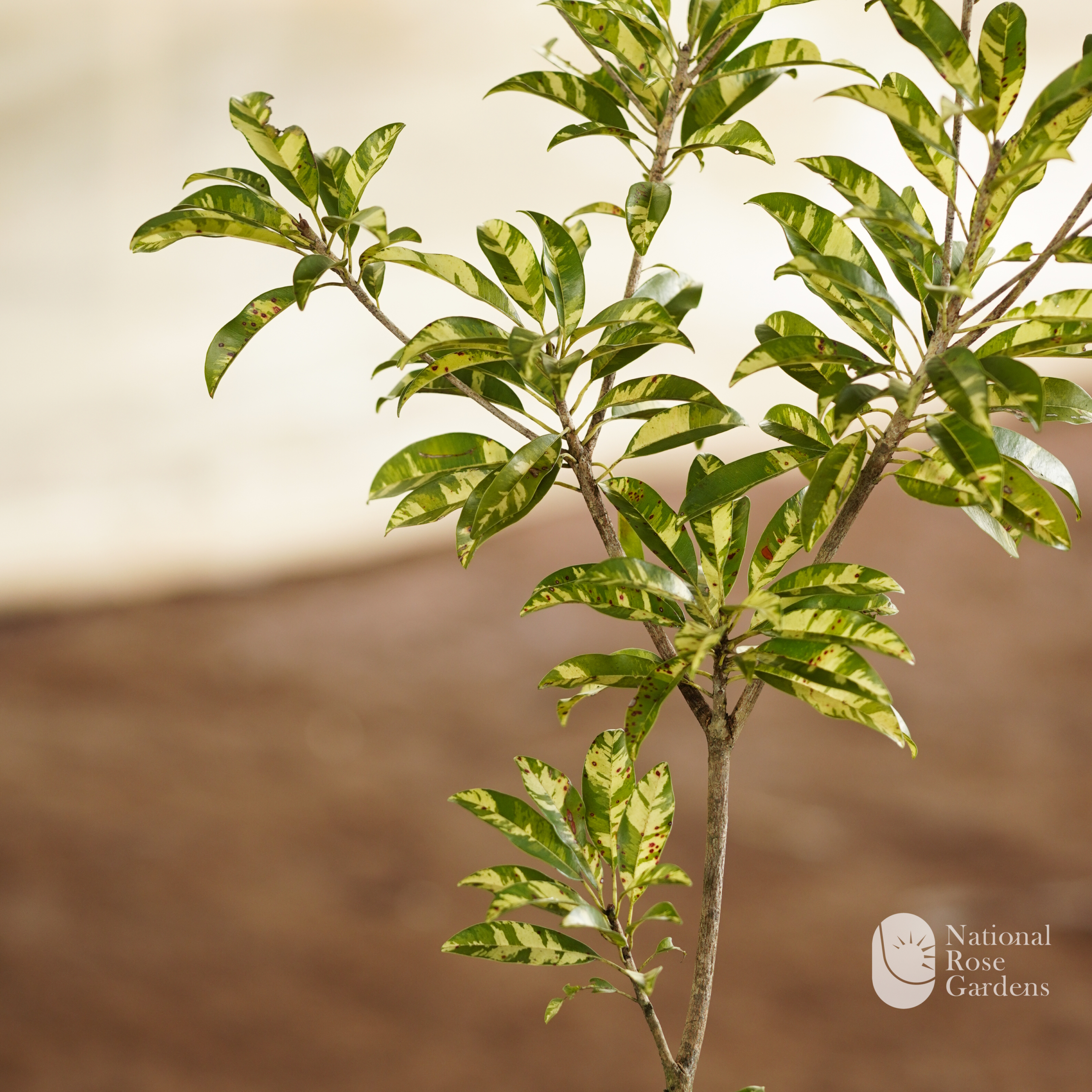 Variegated Sapota
