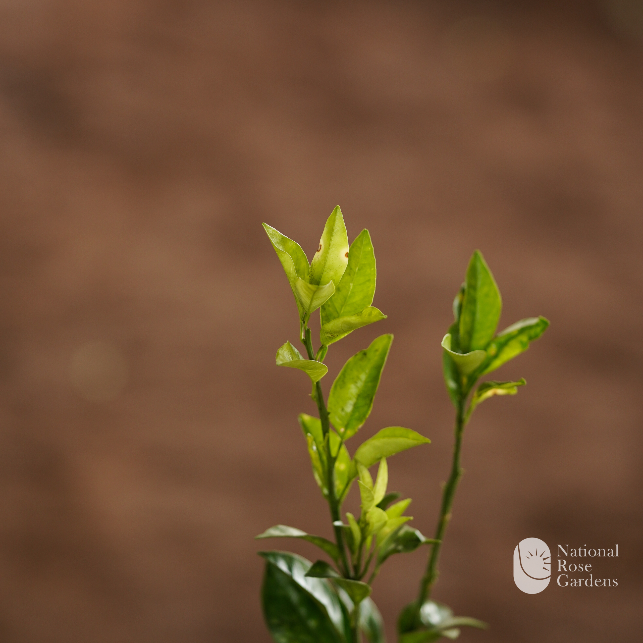 Kanpur Red Blood Malta (Citrus sinensis 'Blood Red')
