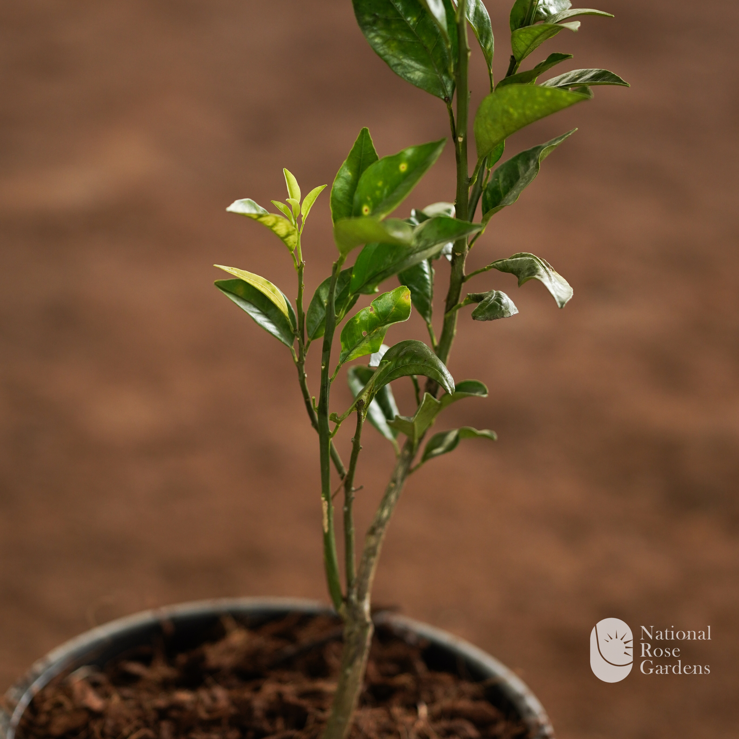 Kanpur Red Blood Malta (Citrus sinensis 'Blood Red')