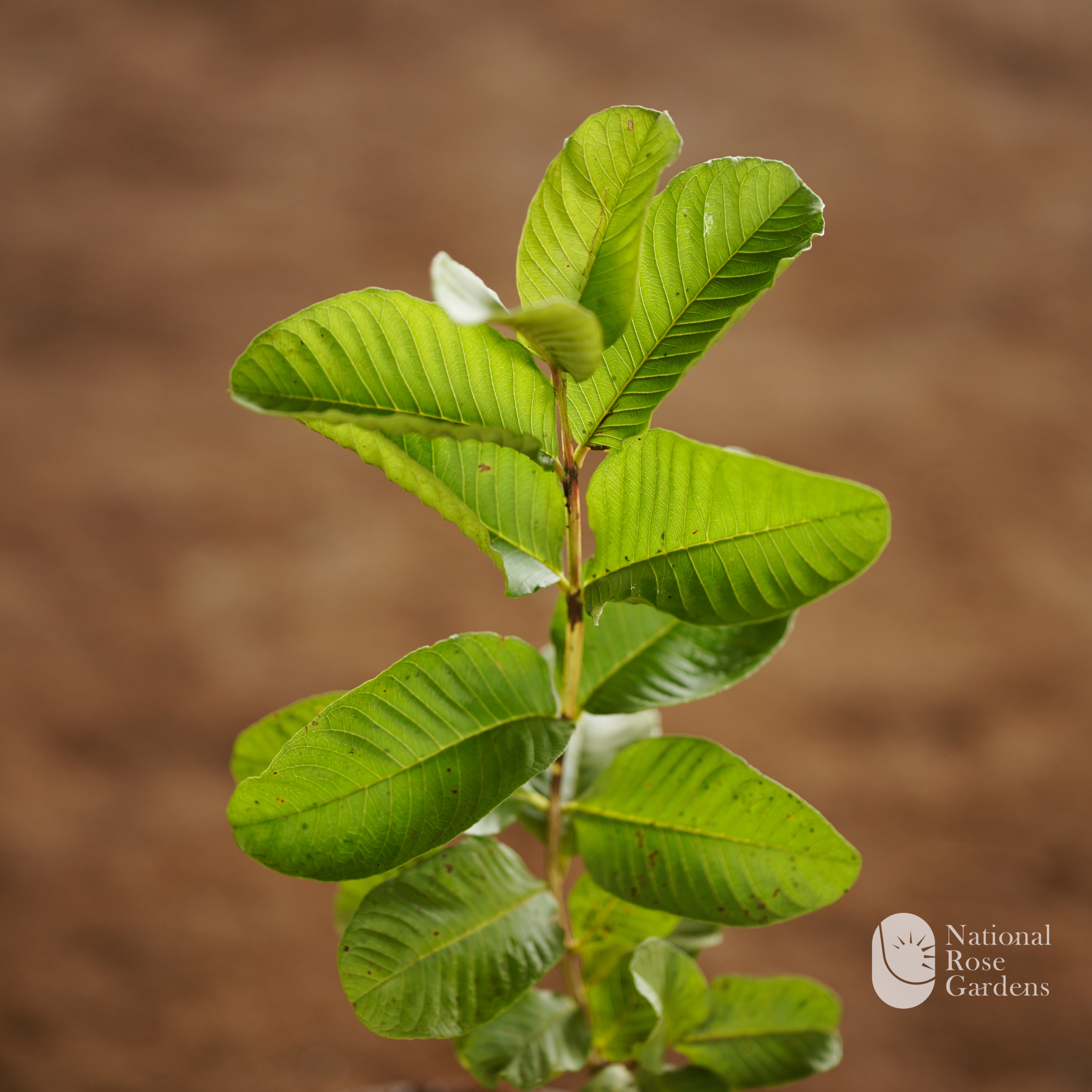 Japan Guava (Psidium guajava 'Japan Red')