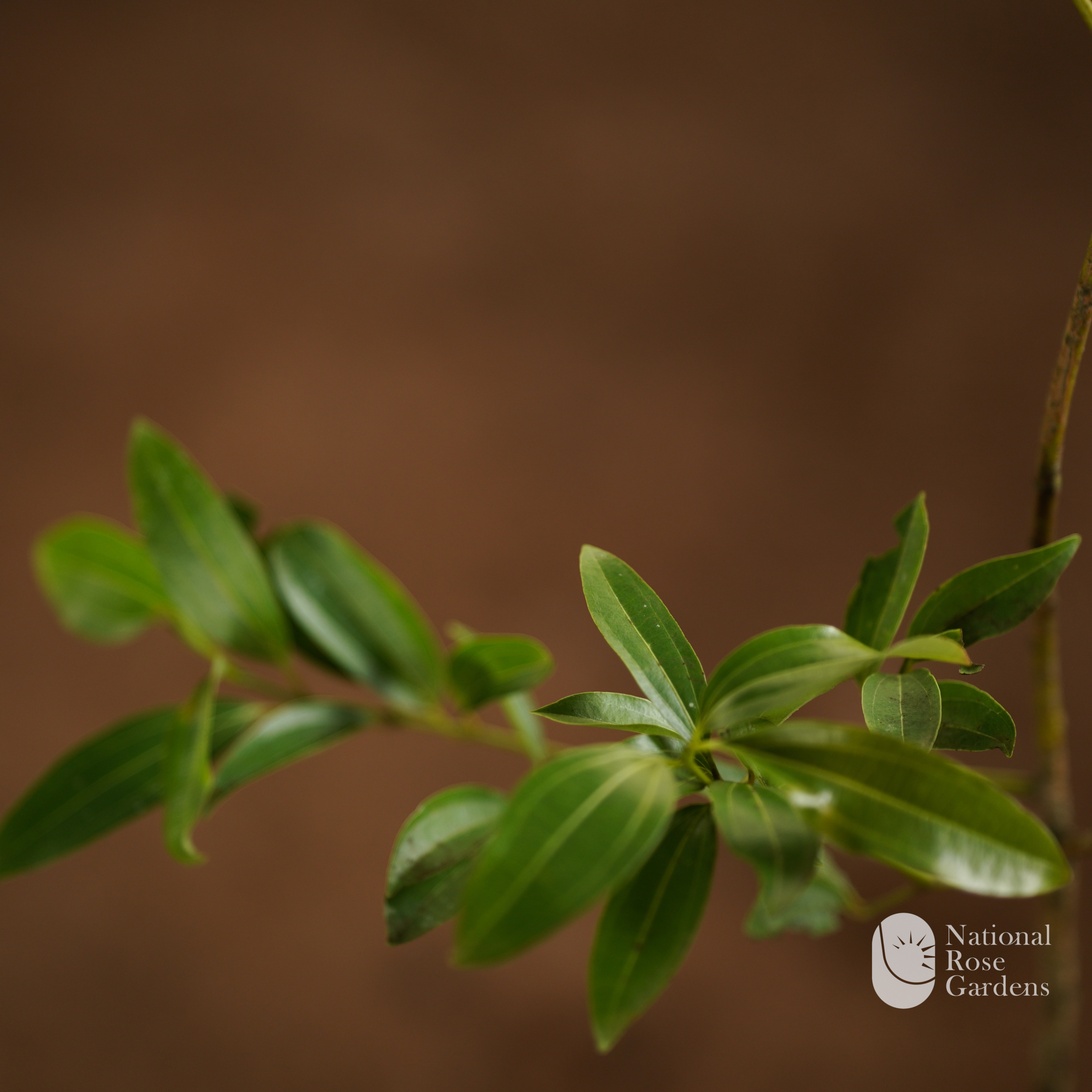 Cinnamon (Cinnamomum zeylanicum)