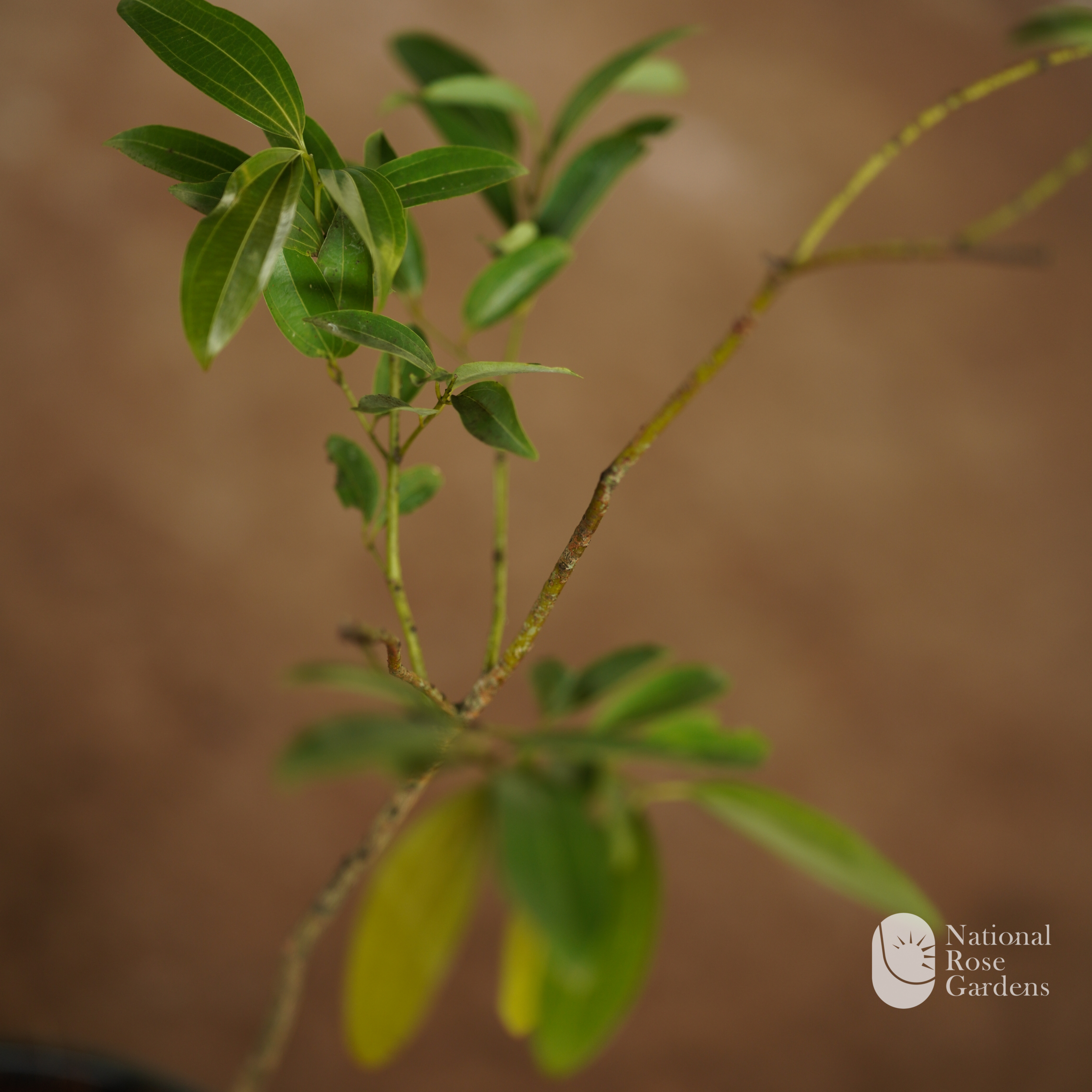 Cinnamon (Cinnamomum zeylanicum)