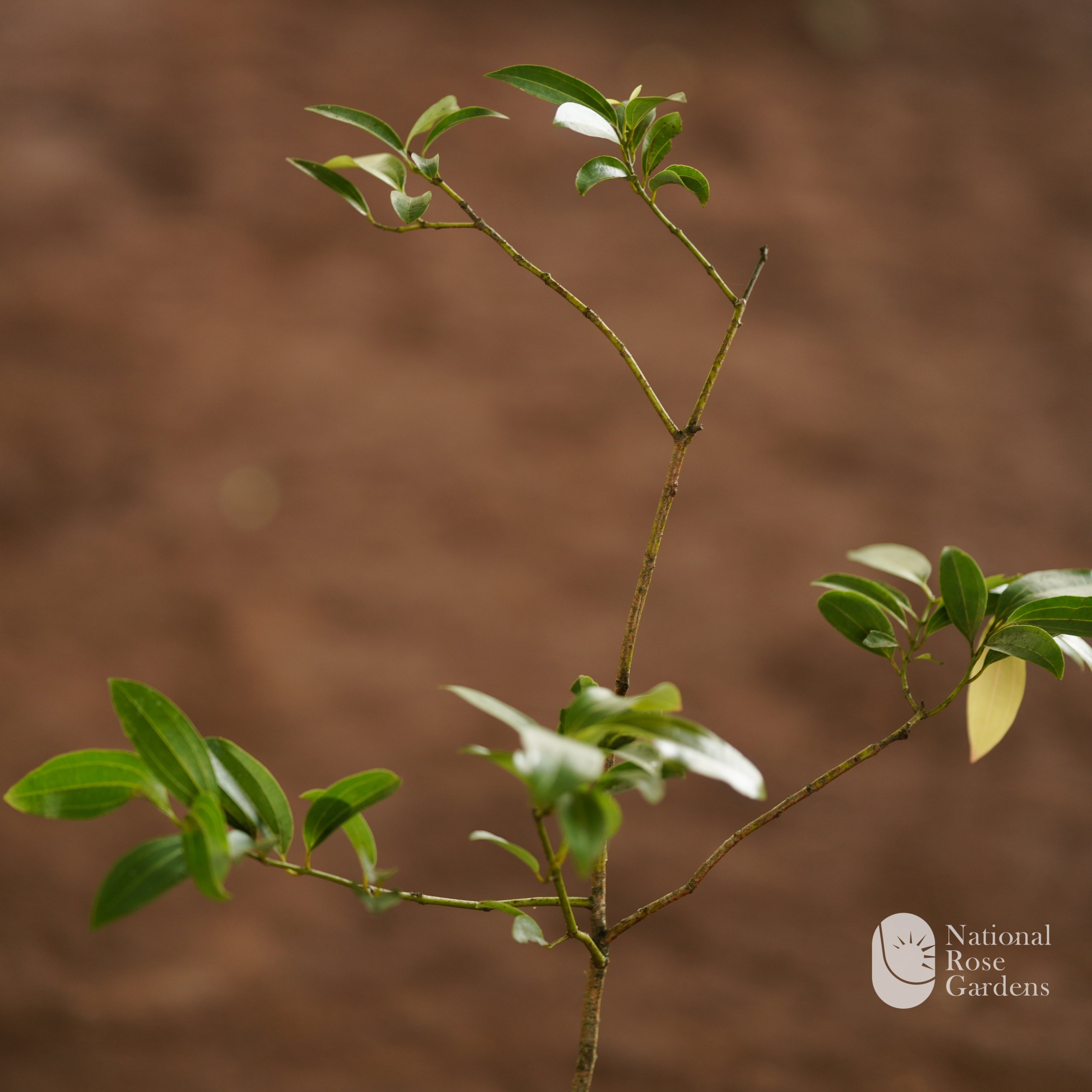Cinnamon (Cinnamomum zeylanicum)