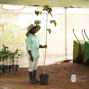 Durian Seedling (Durio zibethinus)