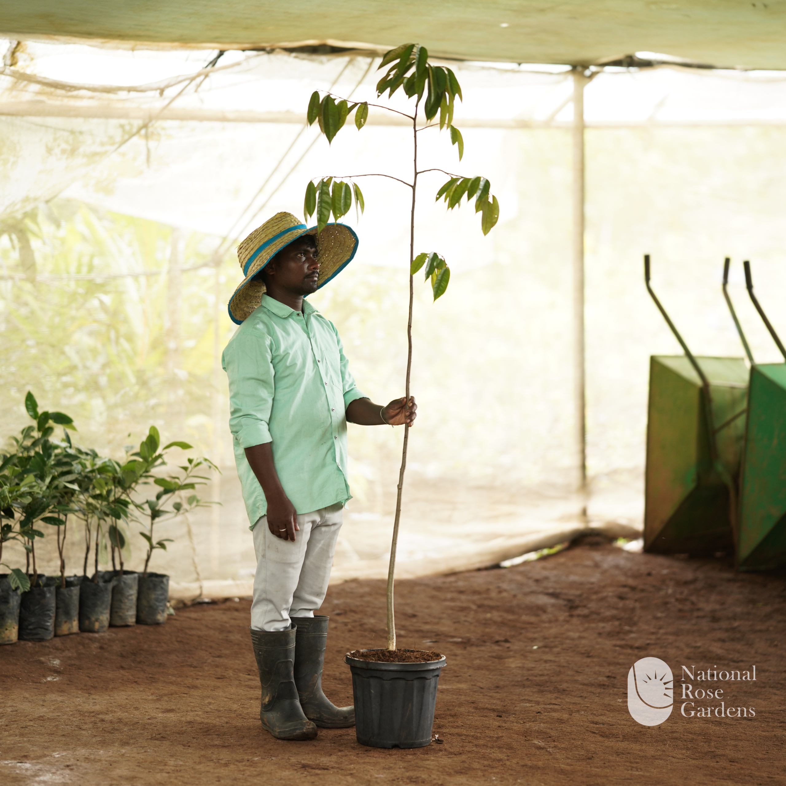 Durian Seedling (Durio zibethinus)