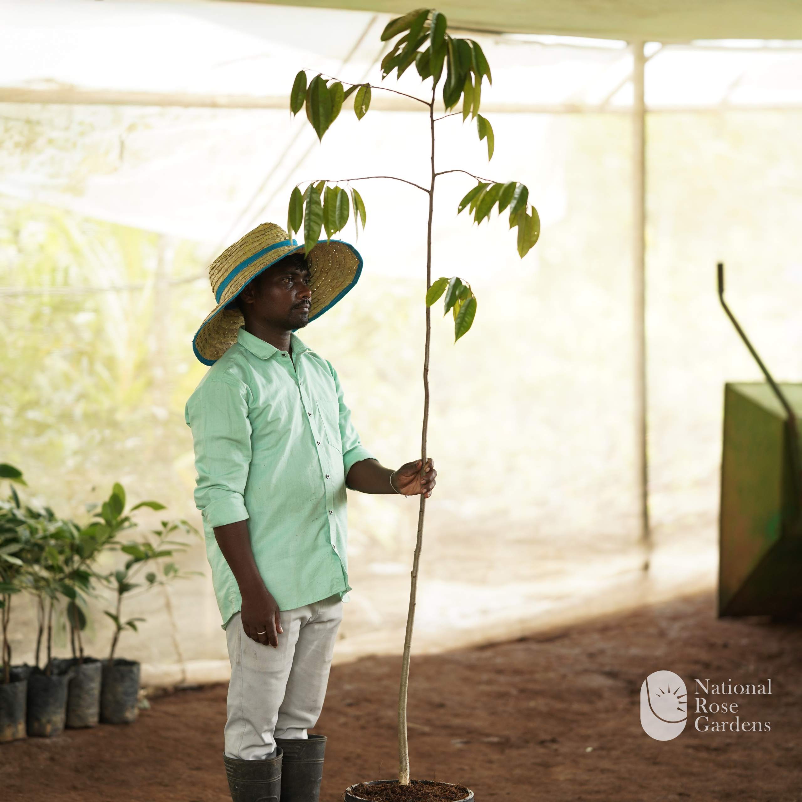 Durian Seedling (Durio zibethinus)