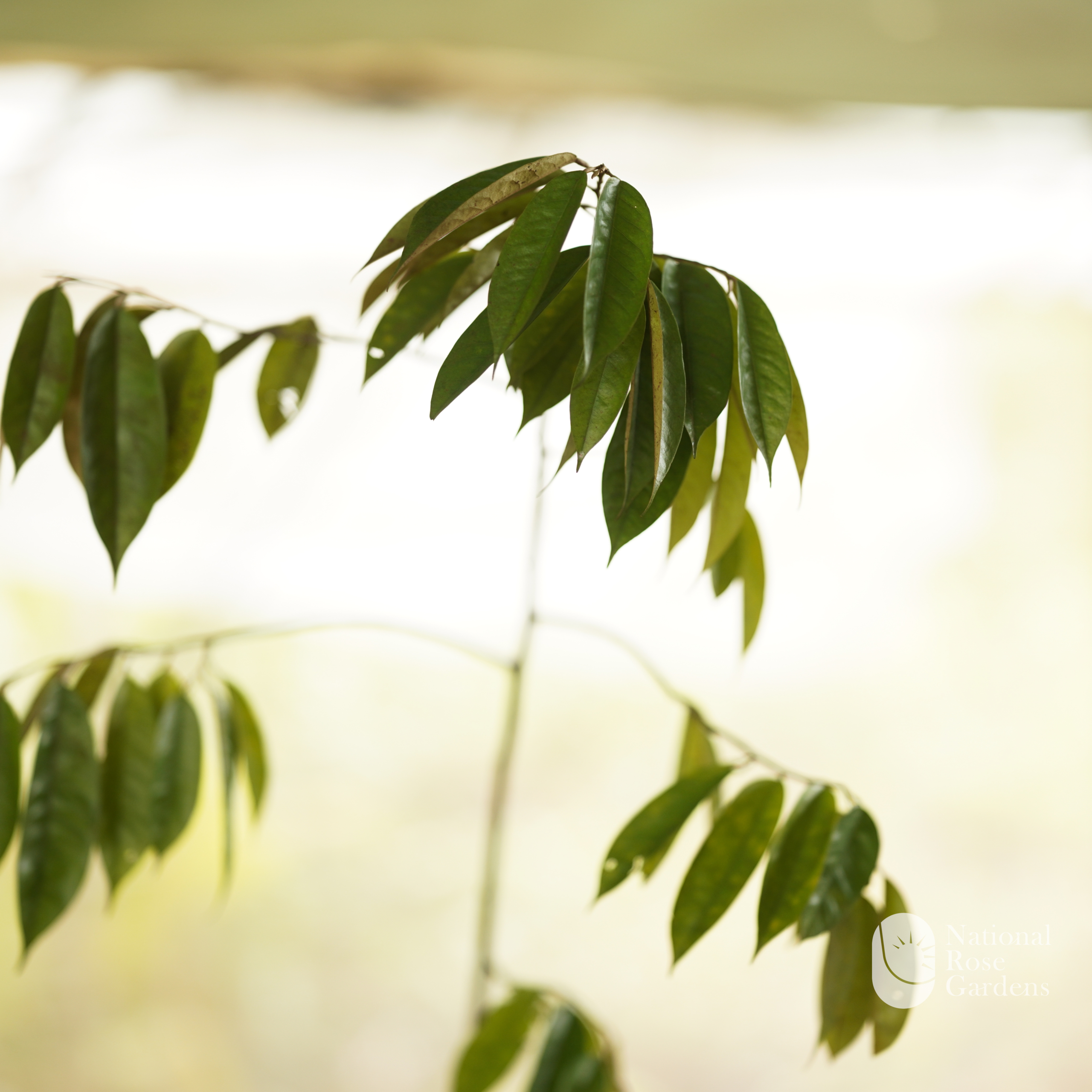 Durian Seedling (Durio zibethinus)