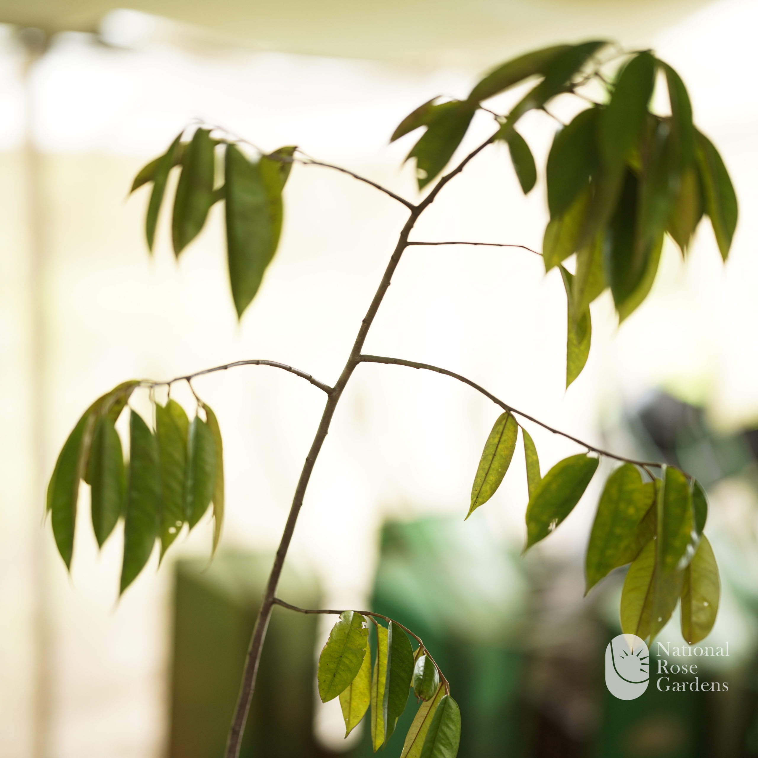 Durian Seedling (Durio zibethinus)