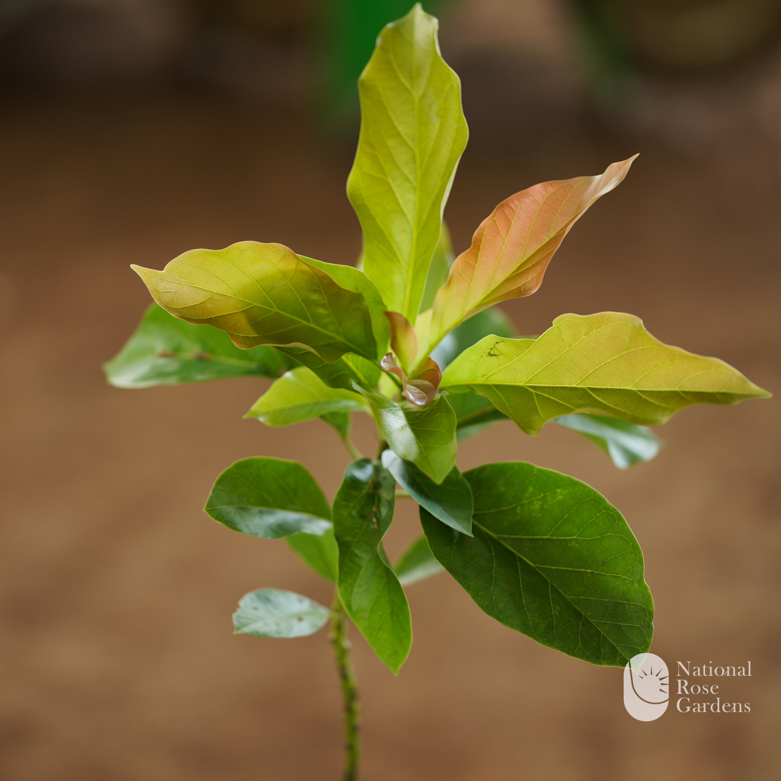 Avocado (Persea americana)