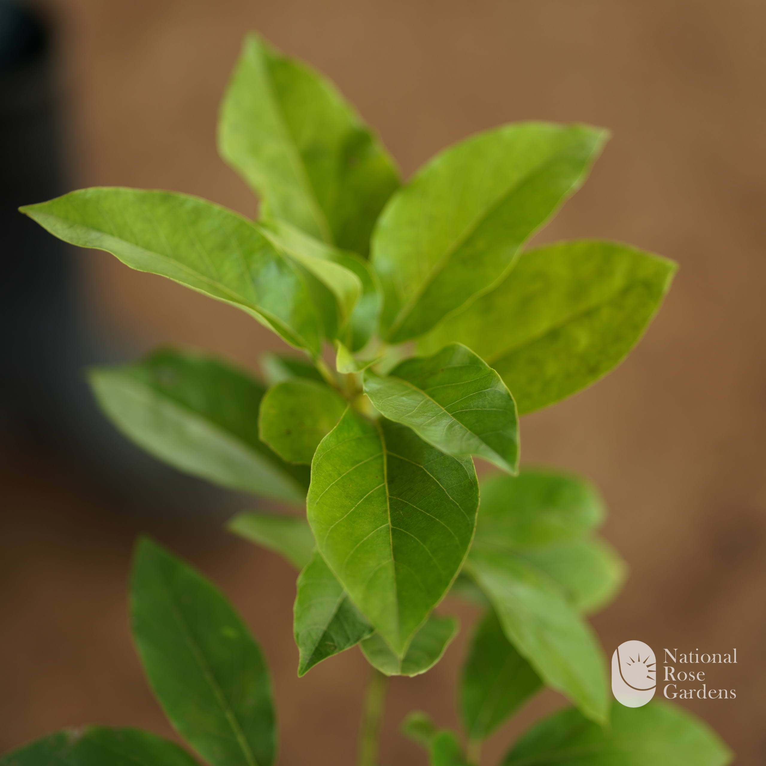 Avocado (Persea americana)