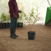 Green Apple Ber  (Ziziphus mauritiana 'Green')