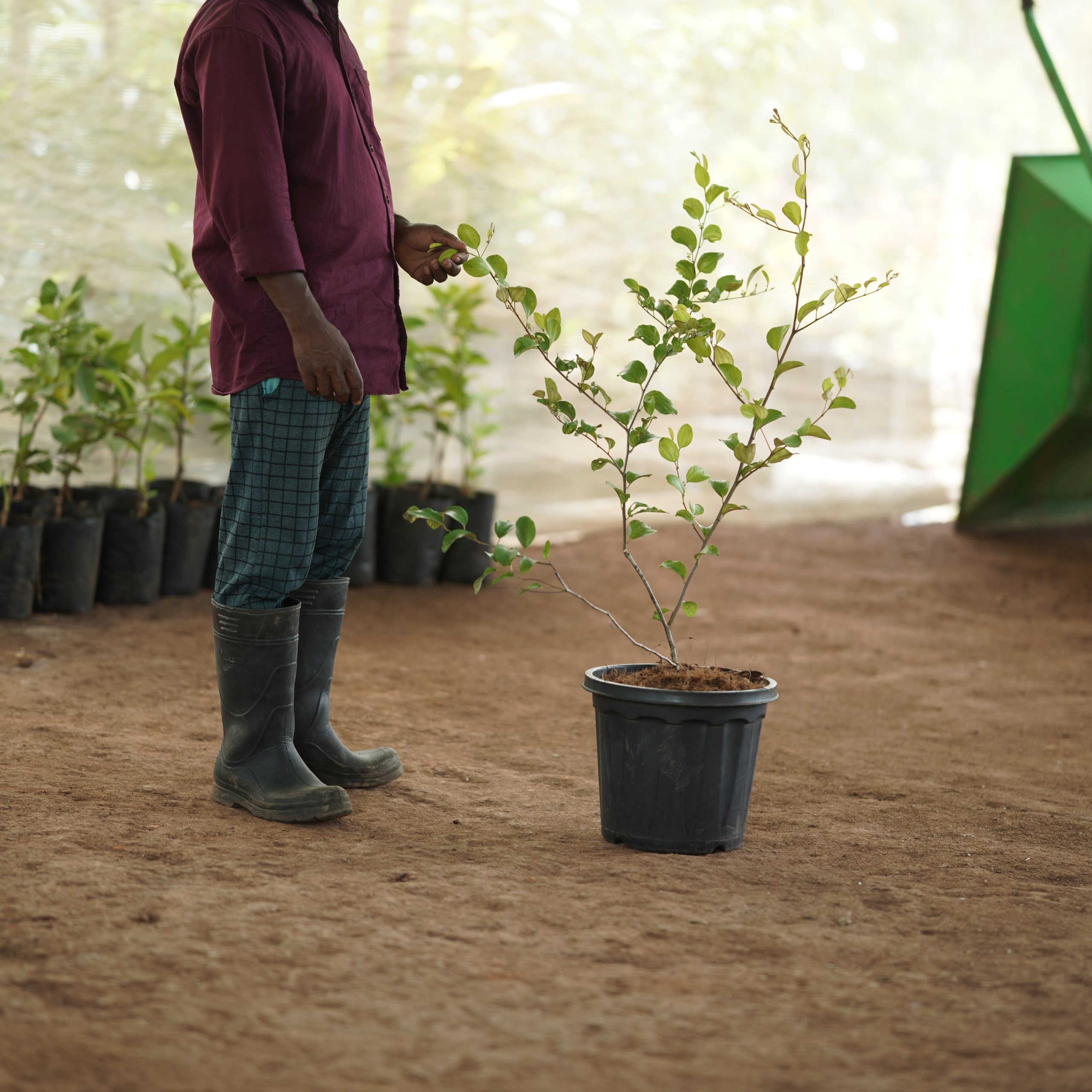 Green Apple Ber  (Ziziphus mauritiana 'Green')