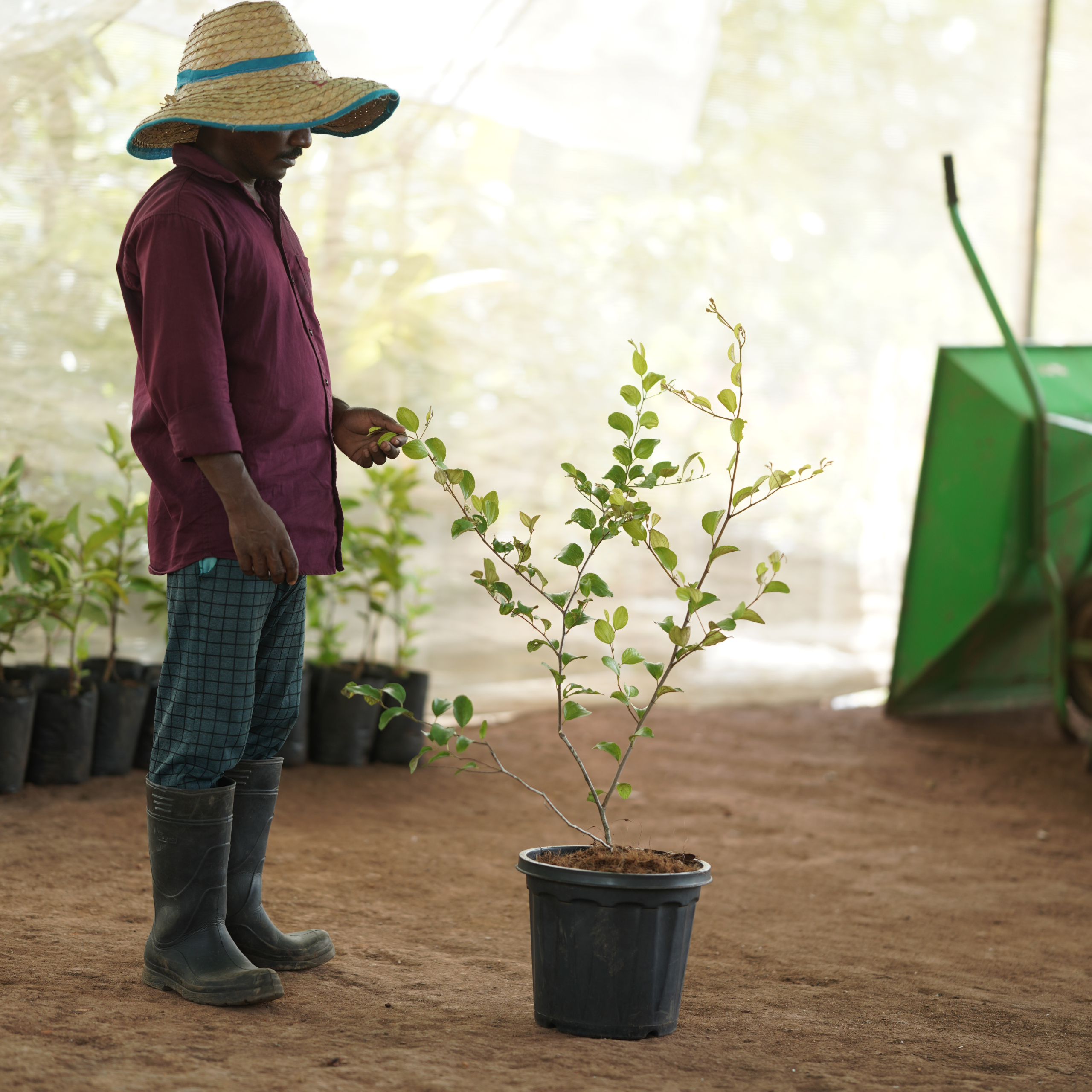 Green Apple Ber  (Ziziphus mauritiana 'Green')