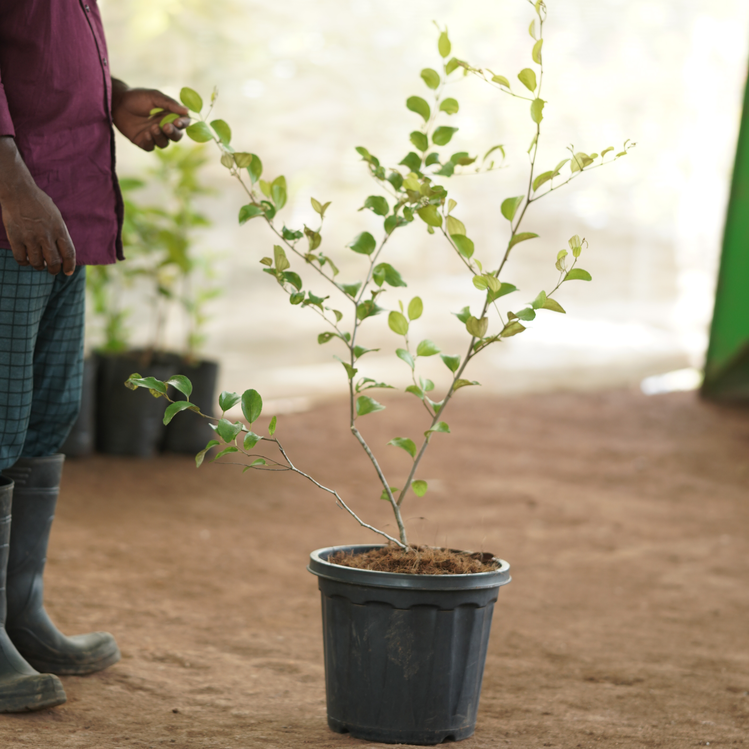 Green Apple Ber  (Ziziphus mauritiana 'Green')