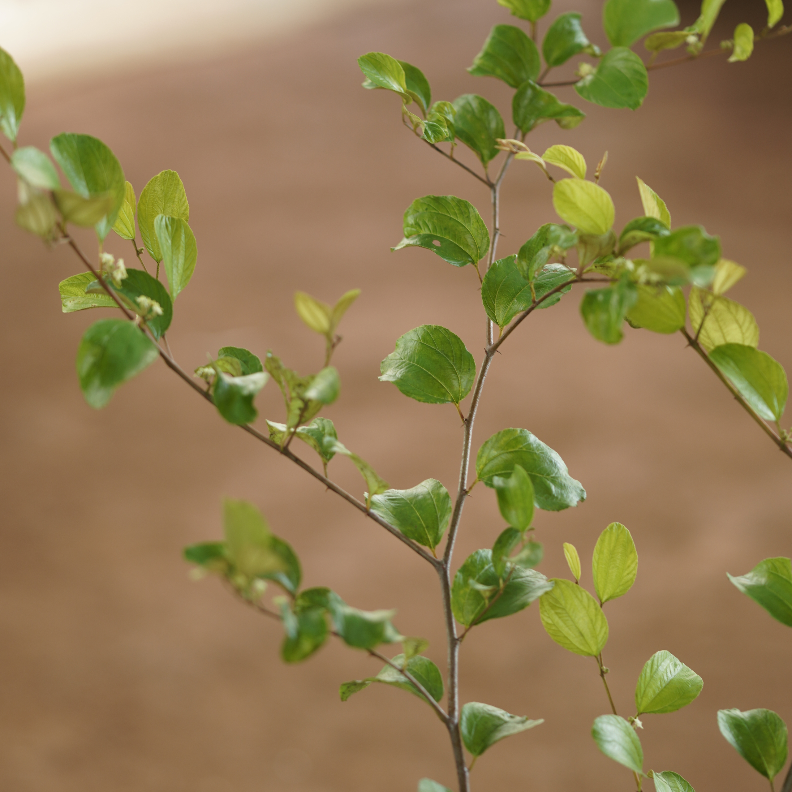 Green Apple Ber  (Ziziphus mauritiana 'Green')