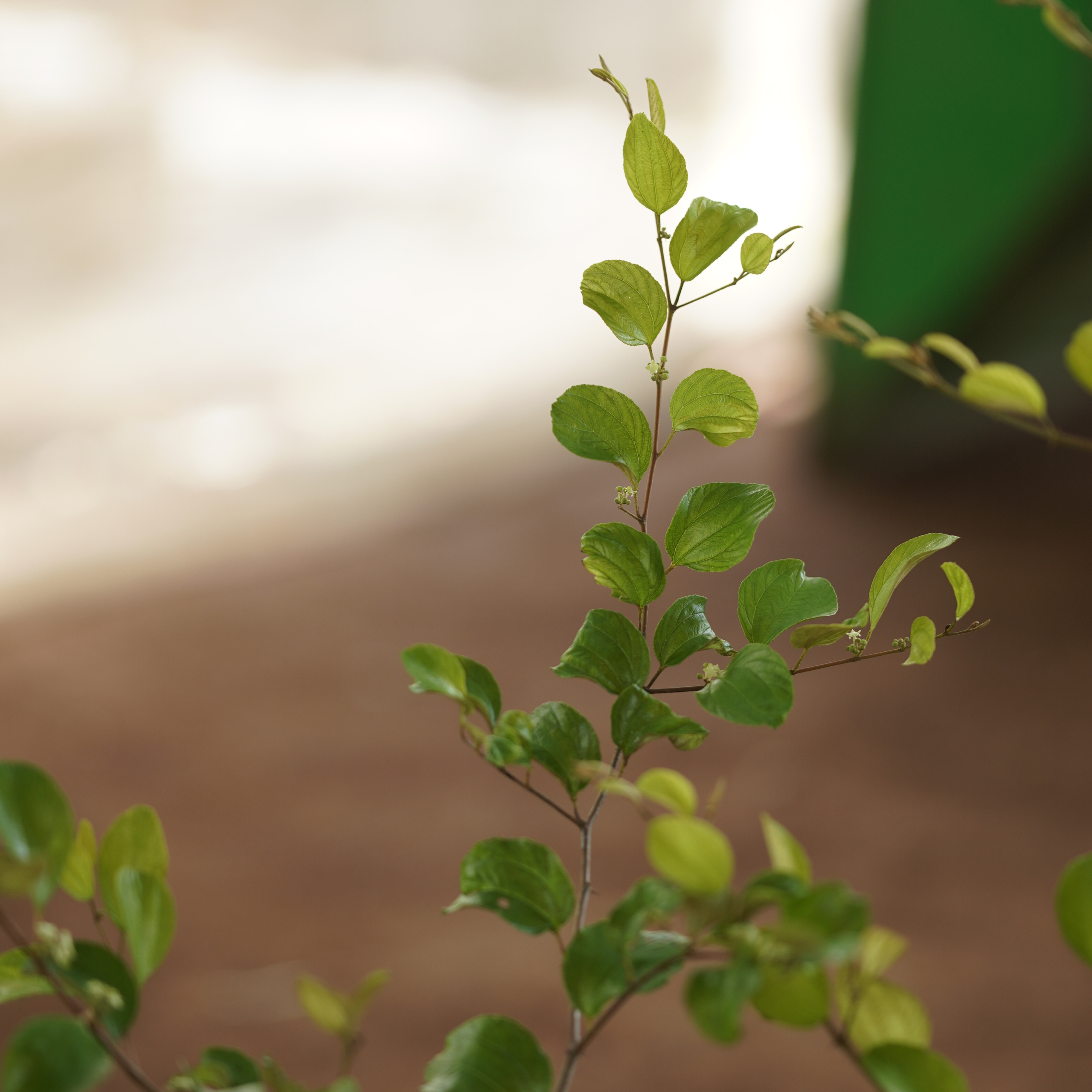 Green Apple Ber  (Ziziphus mauritiana 'Green')