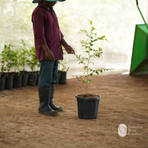 Red Apple Ber  (Ziziphus mauritiana 'Red'):