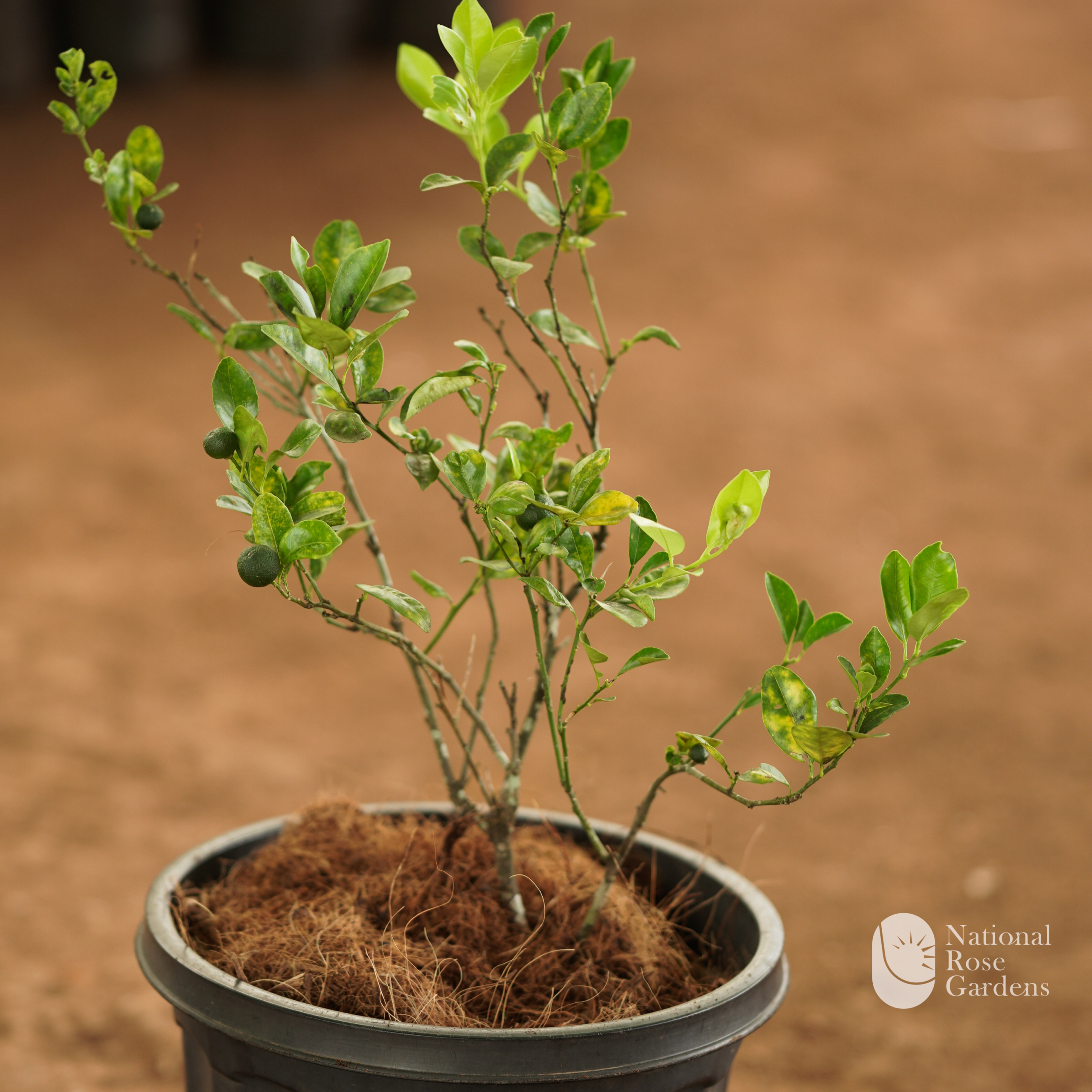 Chinese Orange  (Citrus microcarpa):