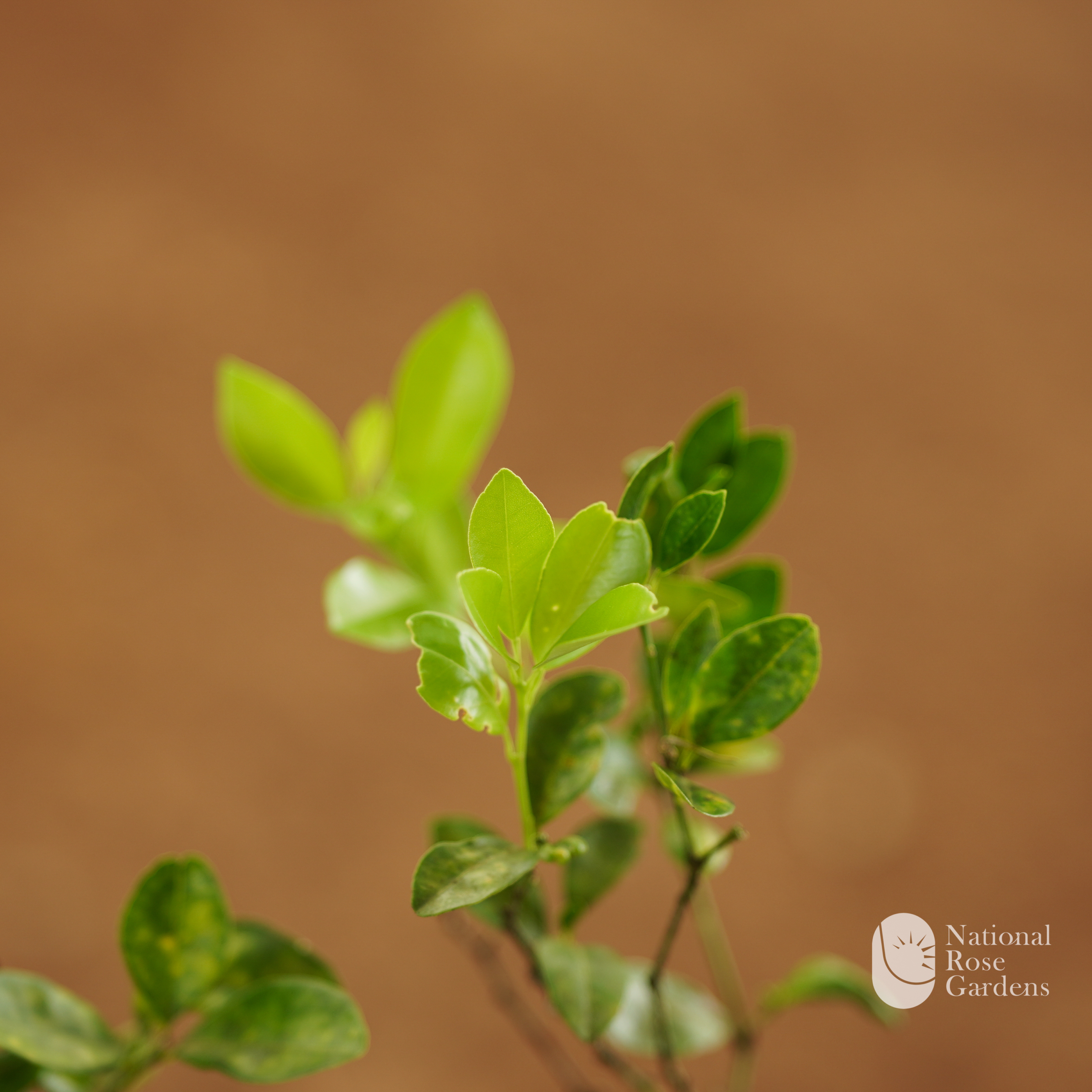 Chinese Orange  (Citrus microcarpa):