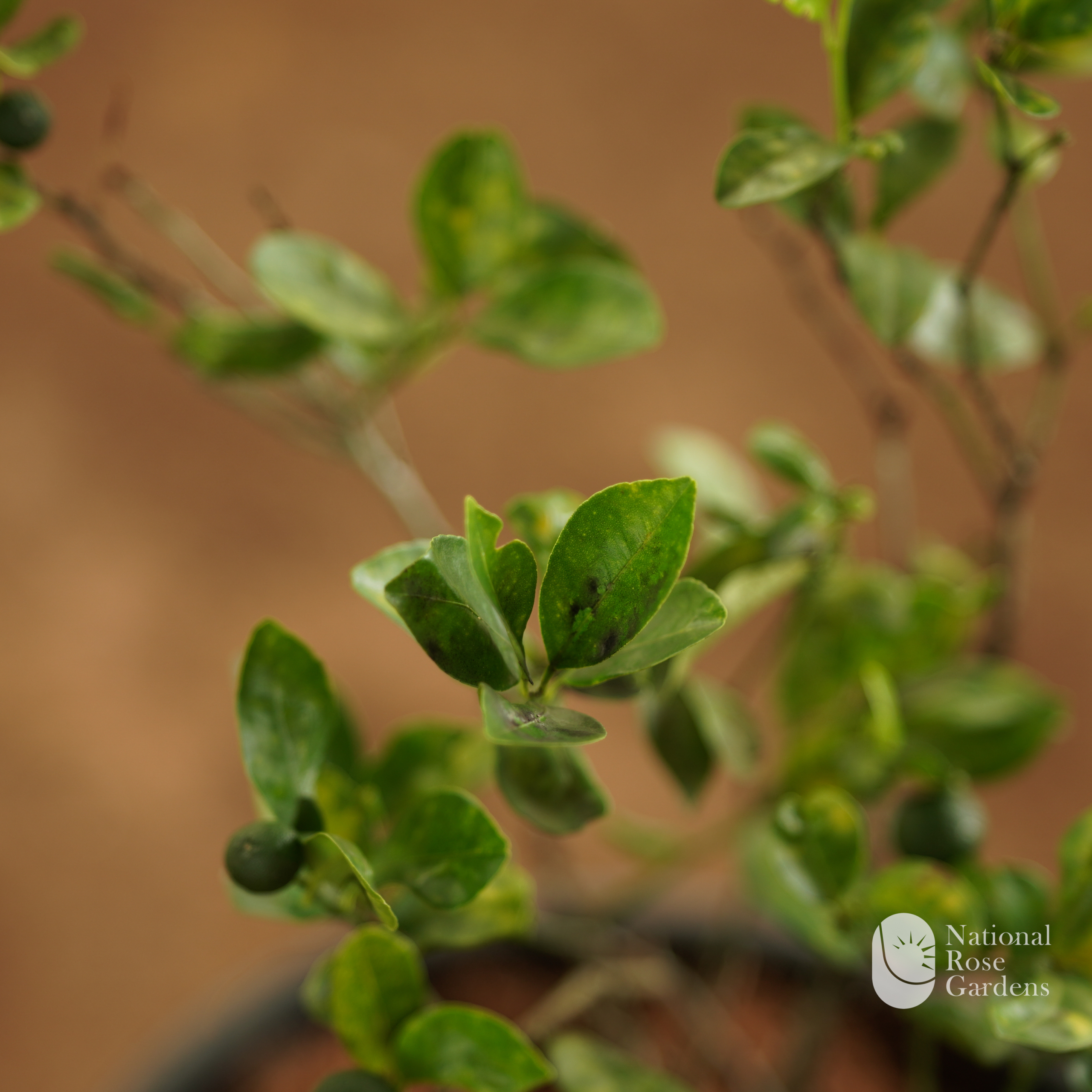 Chinese Orange  (Citrus microcarpa):