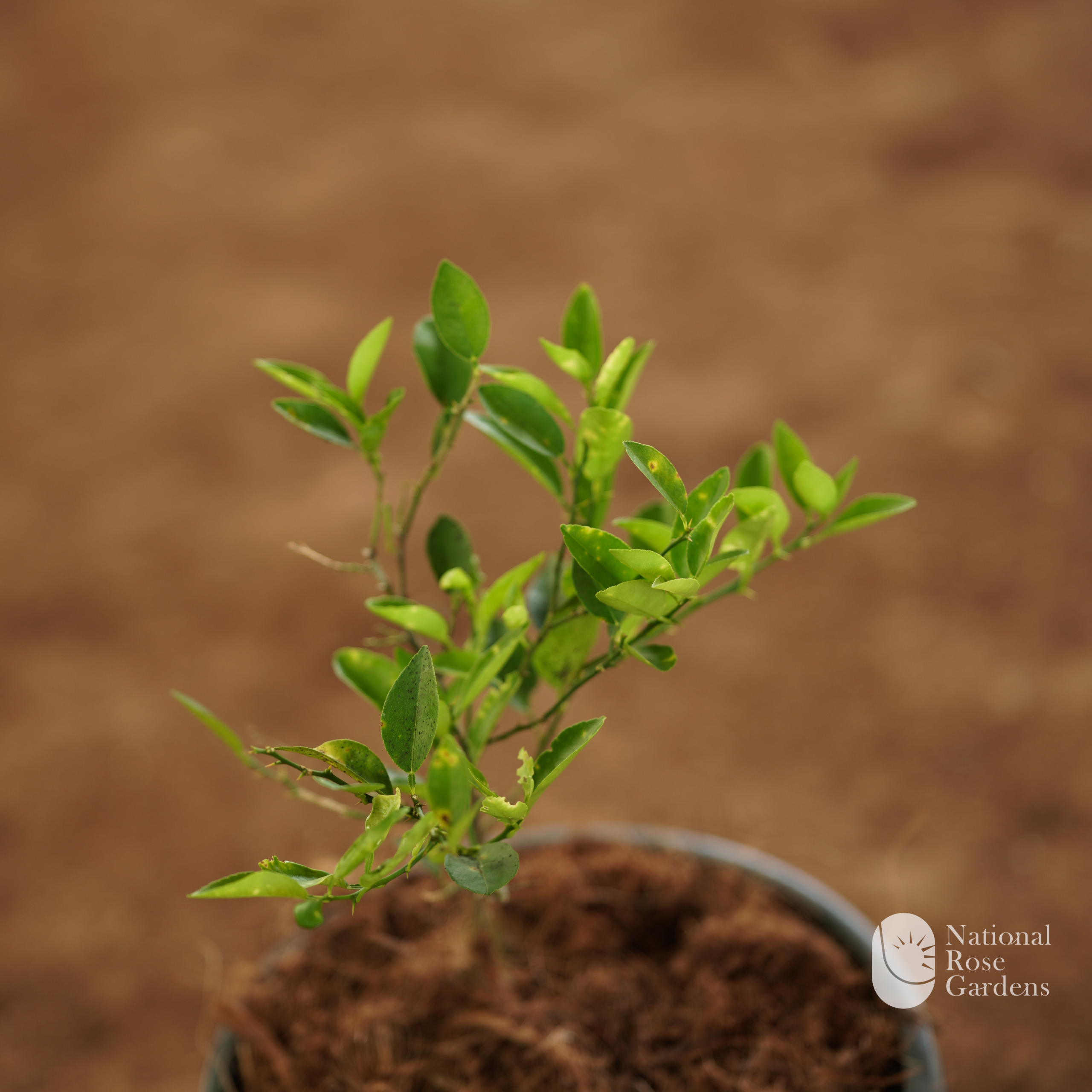 Lemon (Citrus limon)