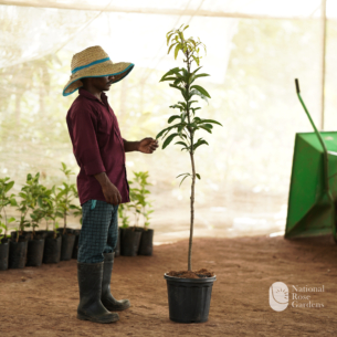 Milk Fruit Seedling (Chrysophyllum cainito)