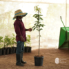 Milk Fruit Seedling (Chrysophyllum cainito)