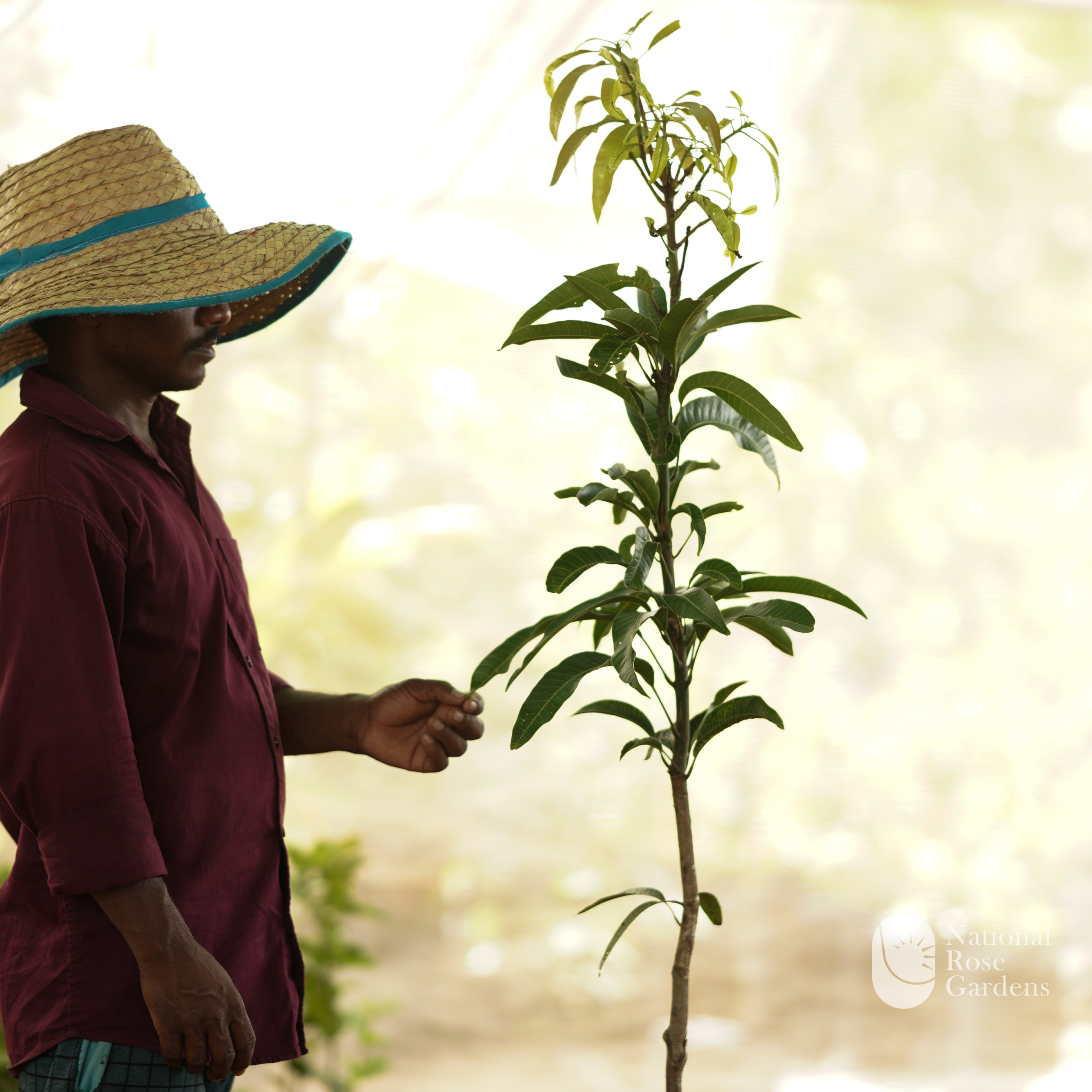 Milk Fruit Seedling (Chrysophyllum cainito)