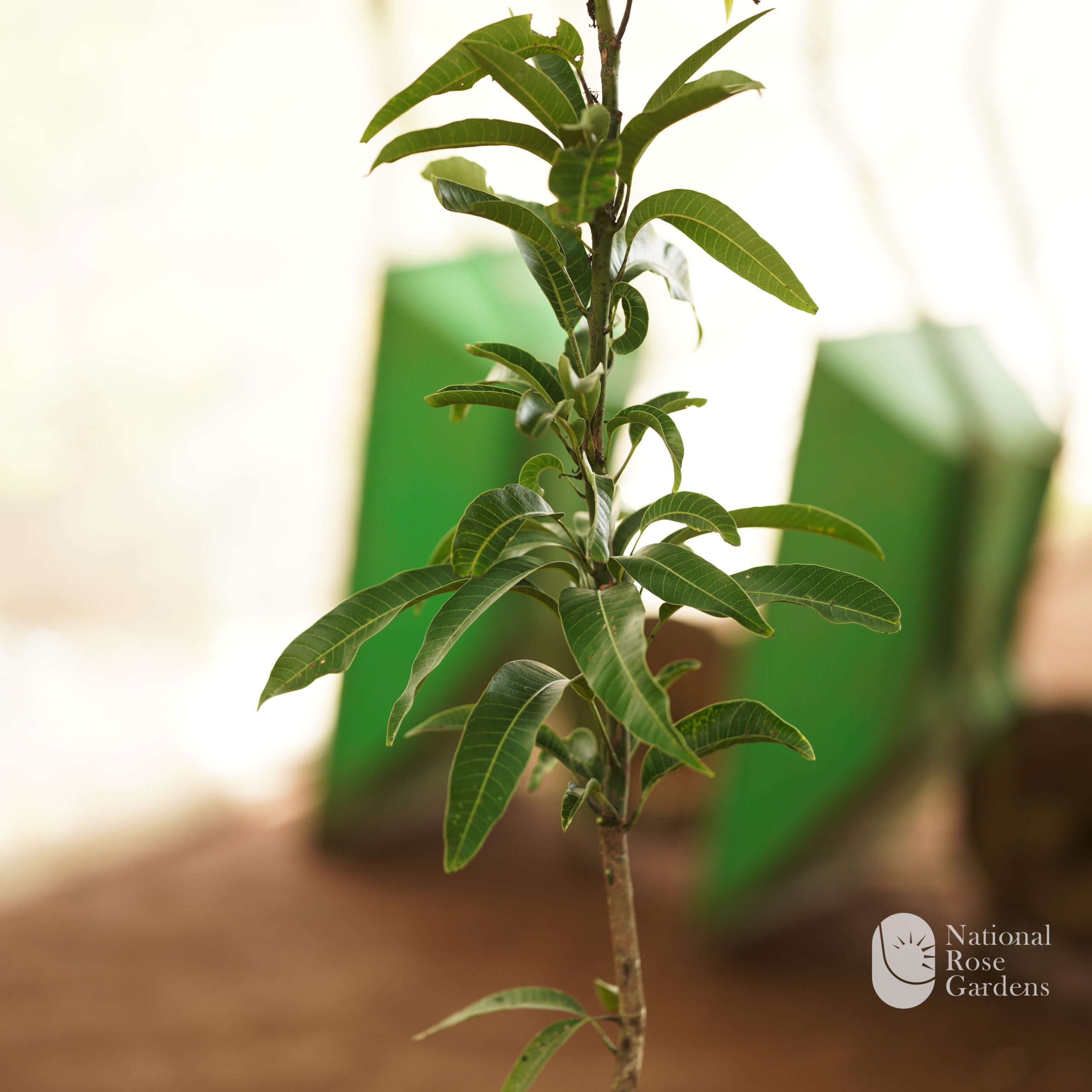 Milk Fruit Seedling (Chrysophyllum cainito)